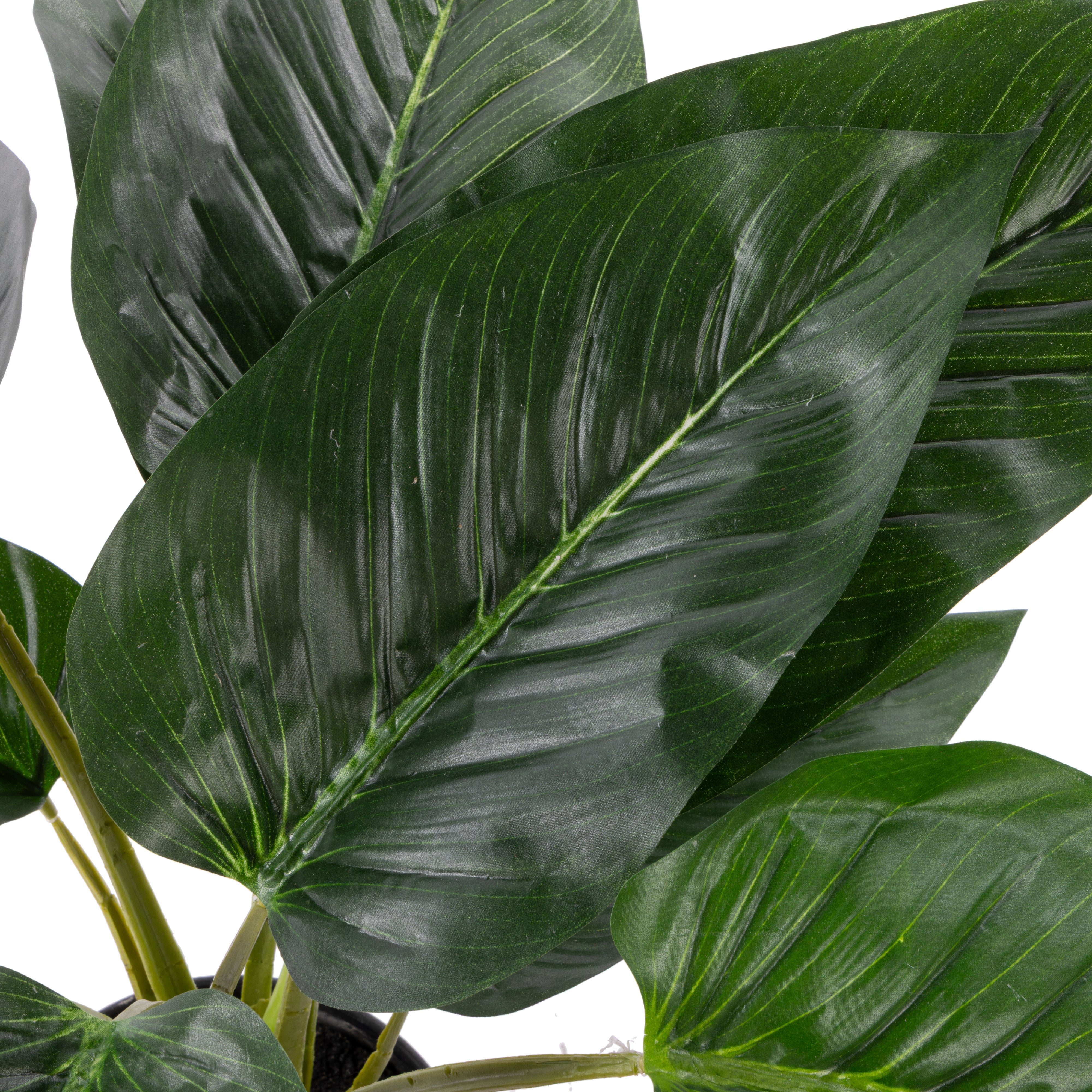Rogue Philodendron UV - Garden Pot 60cm