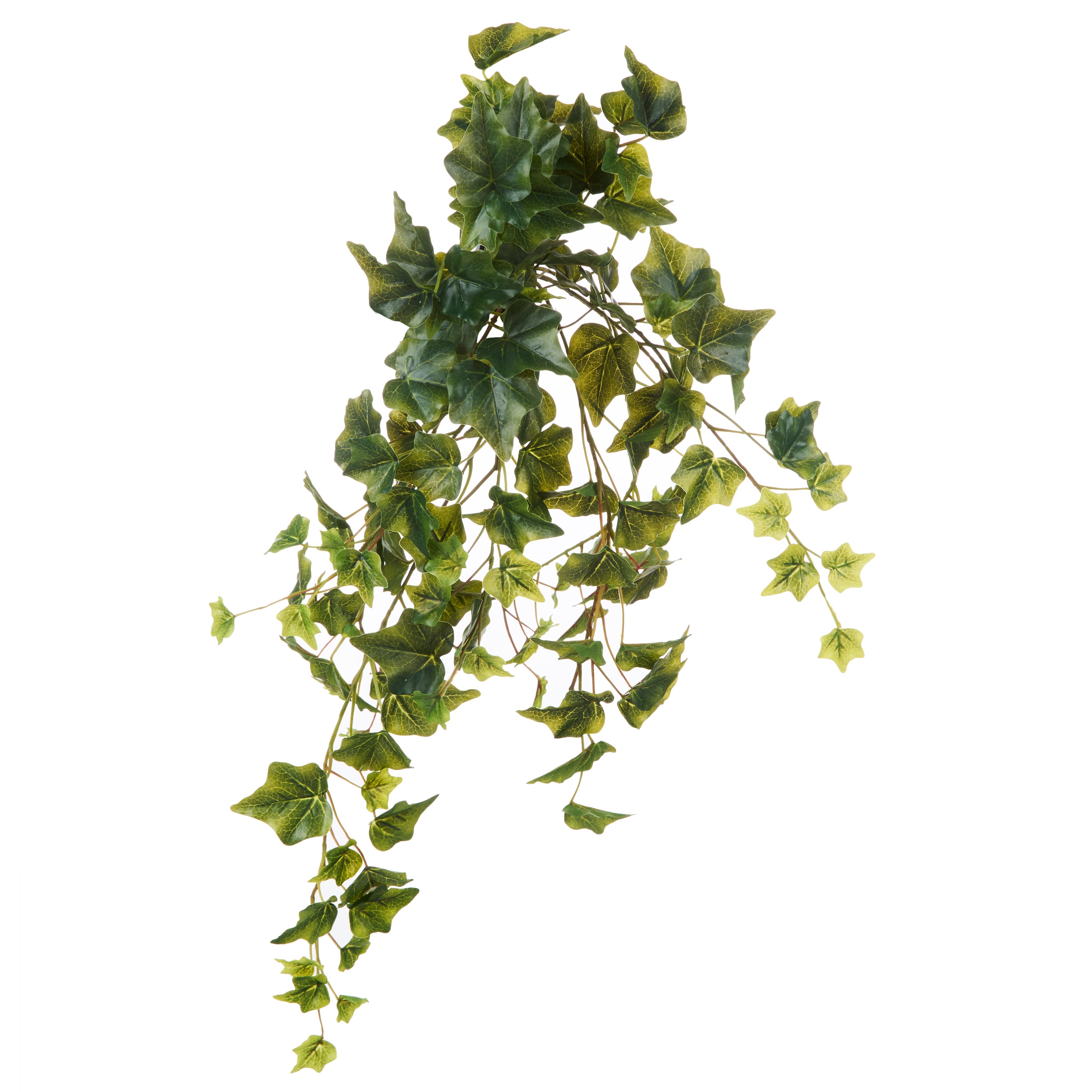 Rogue Ivy Hanging Bush