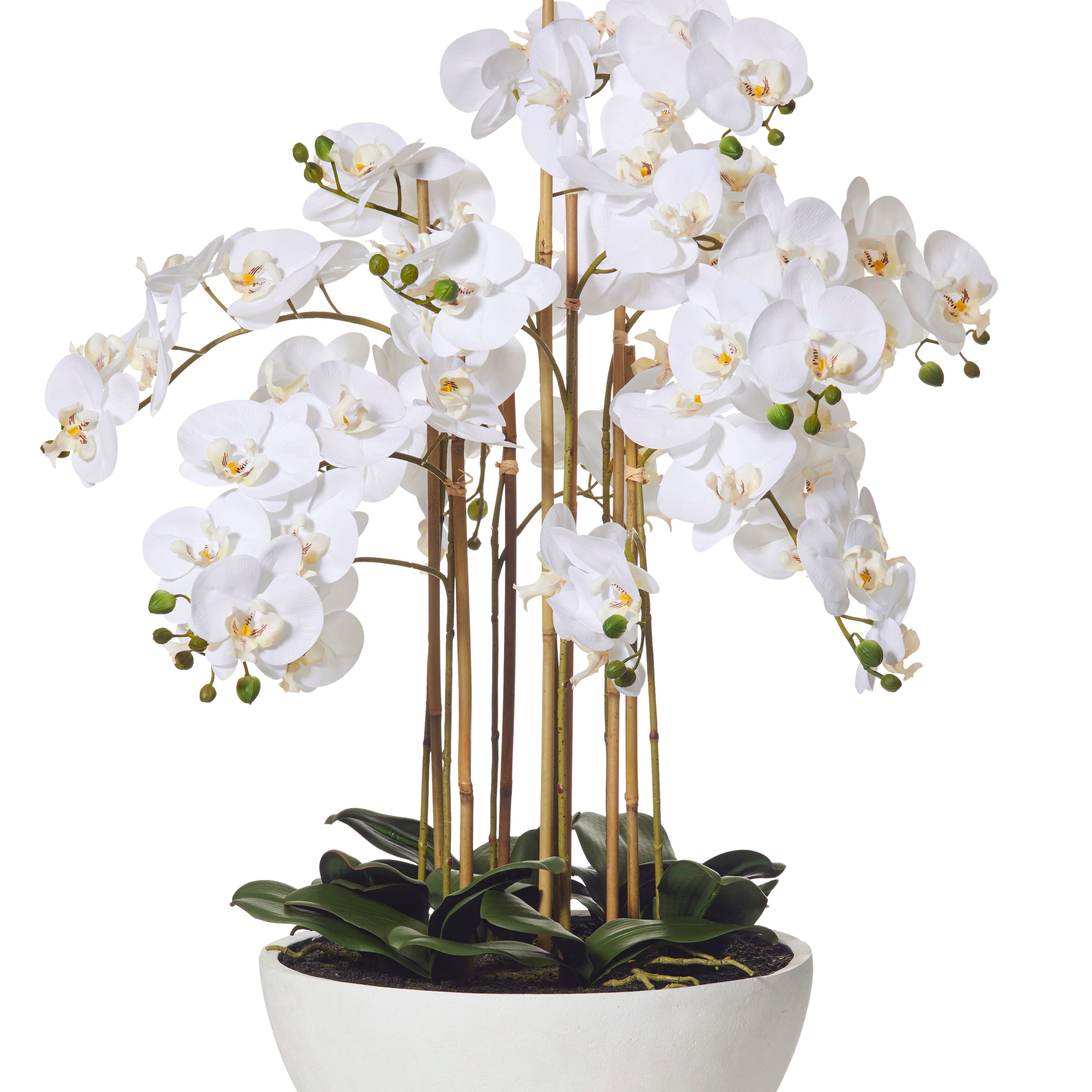 Rogue Butterfly Orchid - Round Pot White