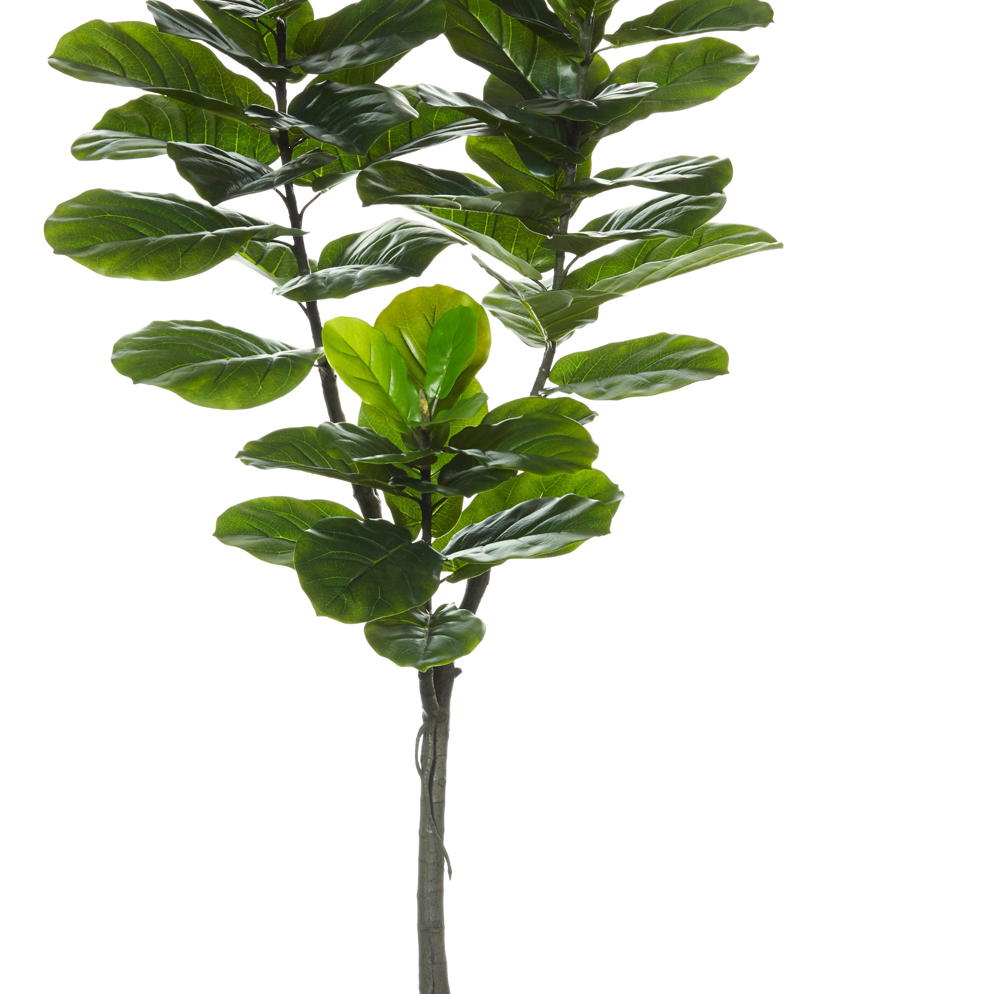 Rogue Giant Fiddle Tree 150cm