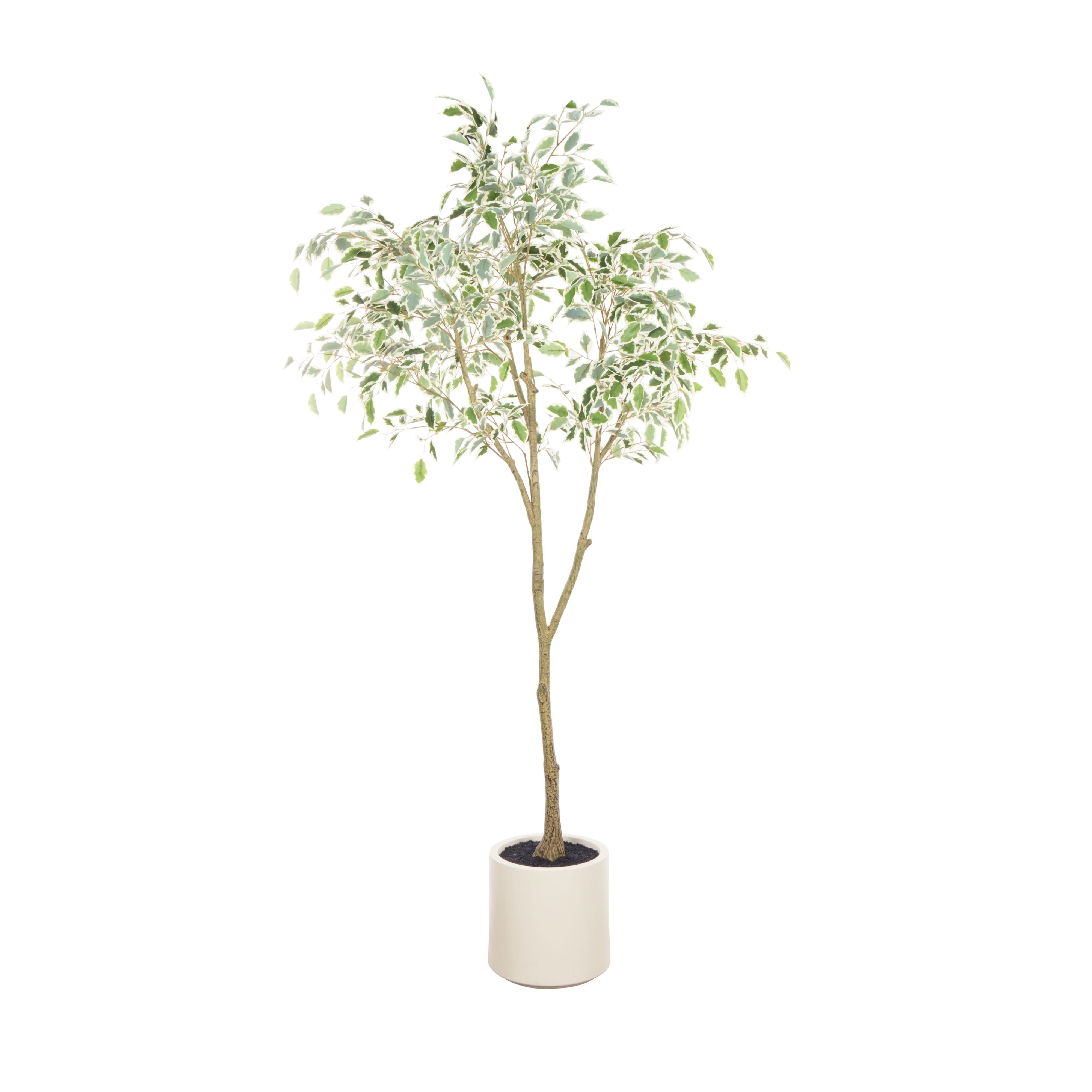 Rogue Ficus Tree Potted Green & White 180cm