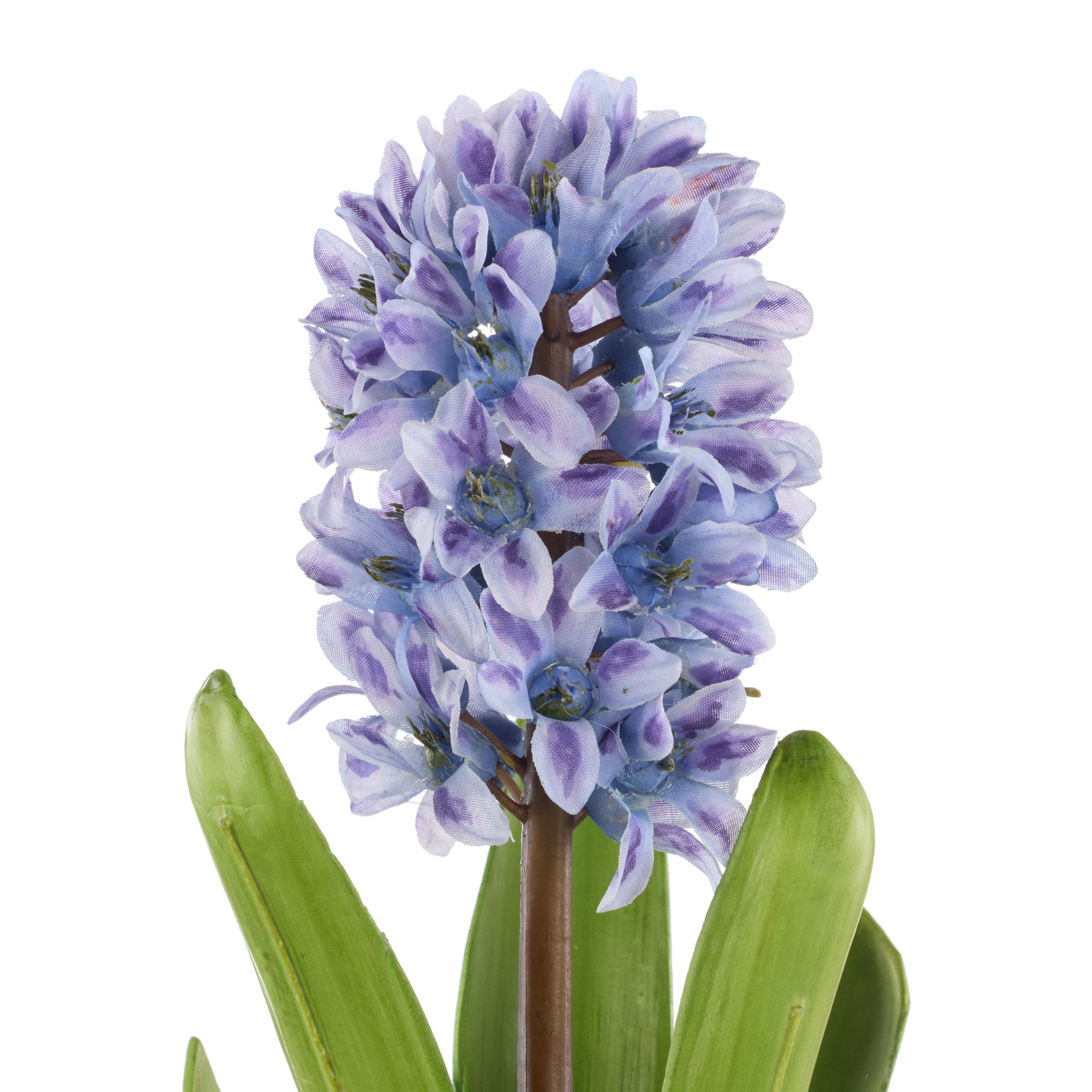 Rogue Hyacinth with Leaves Stem Purple