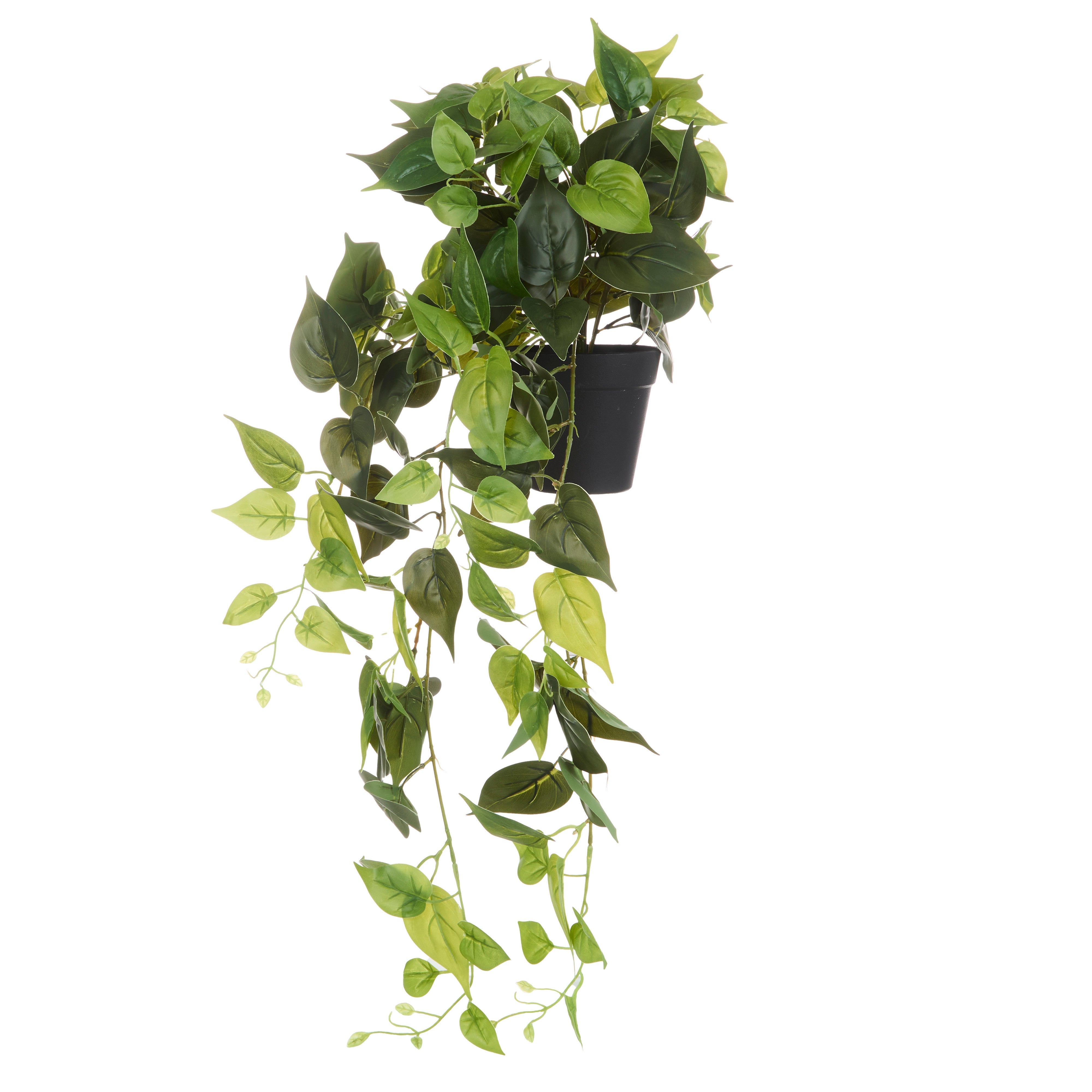 Rogue Pothos Hanging