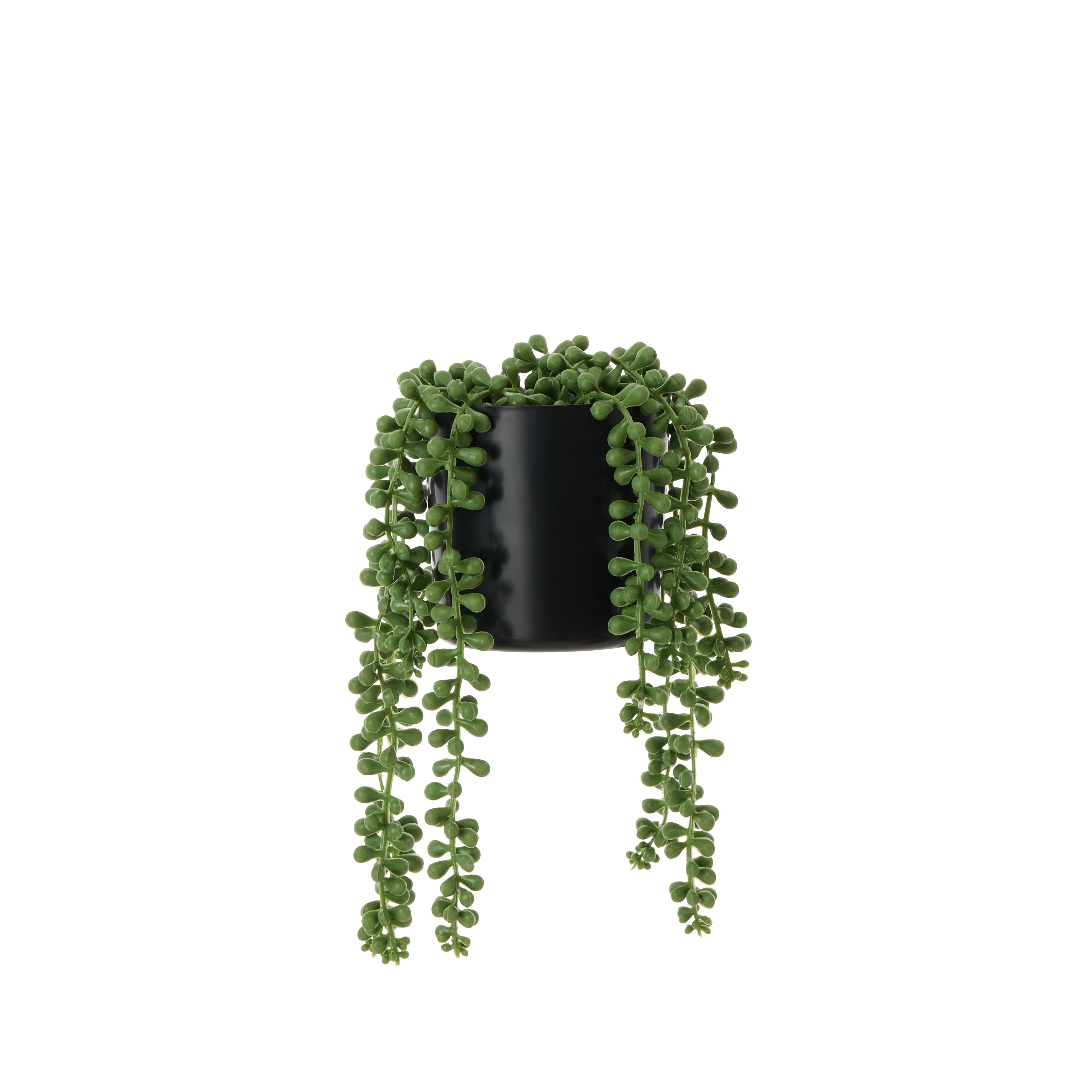 Rogue String of Pearls - Garden Pot