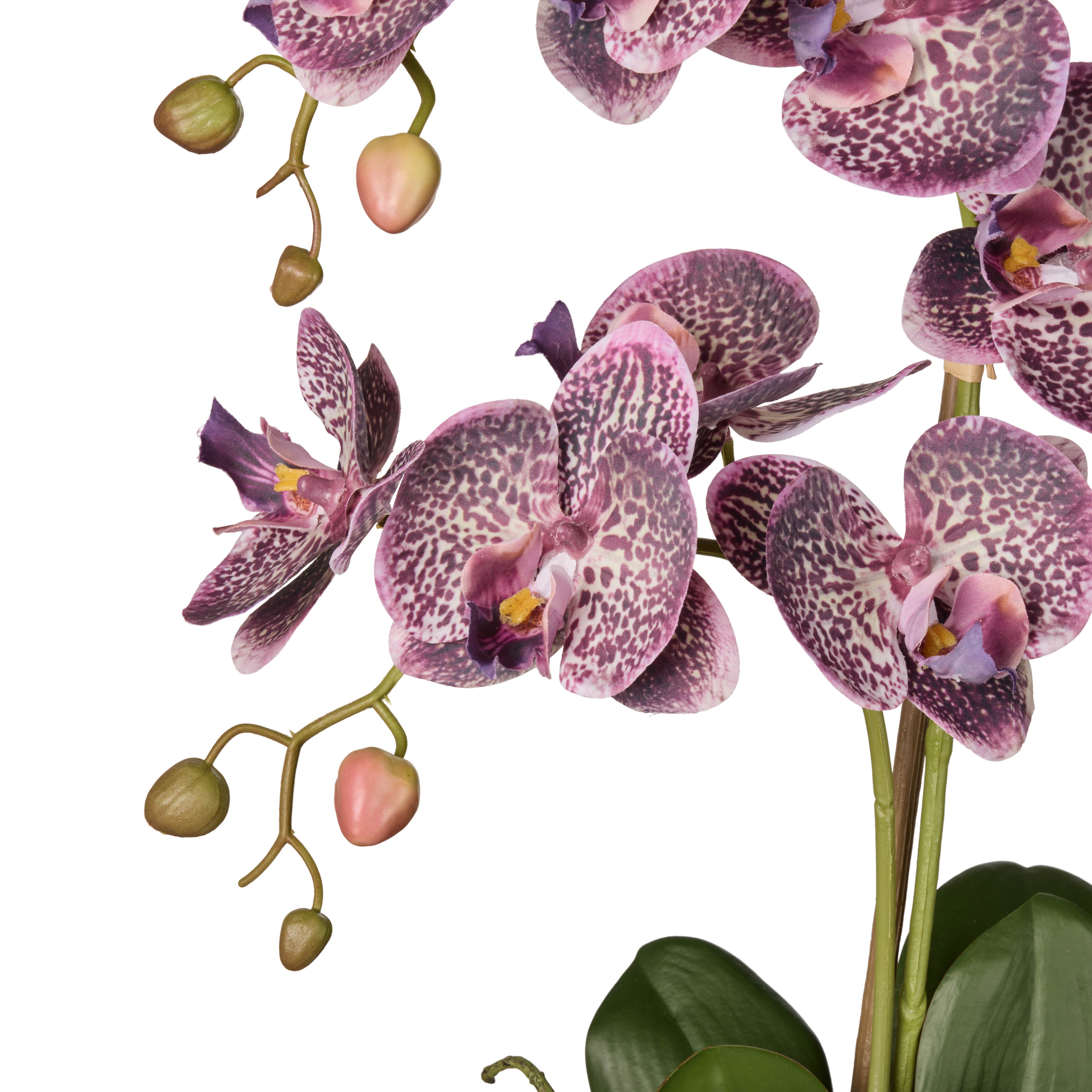 Rogue Phalaenopsis Orchid Pot Purple 56cm