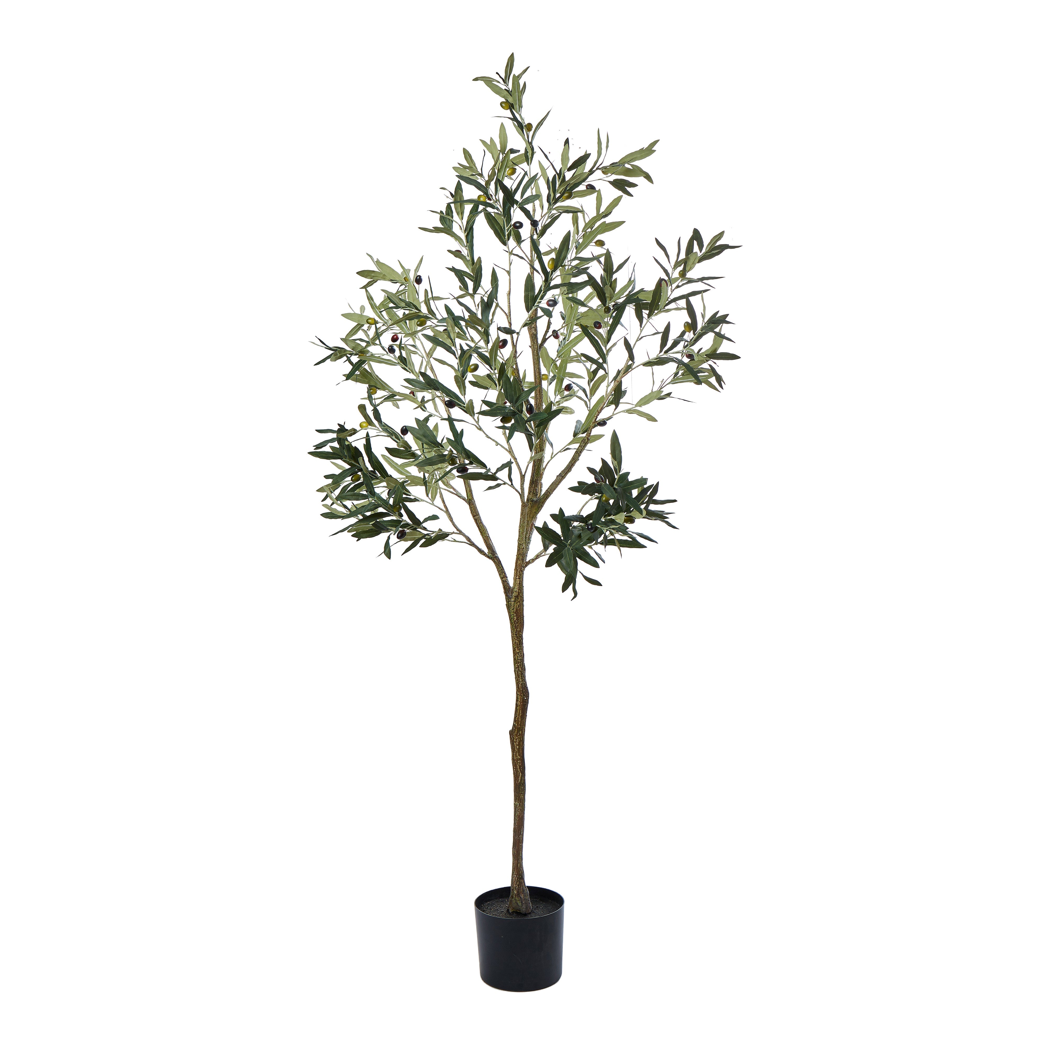 Rogue Olive Tree 183cm