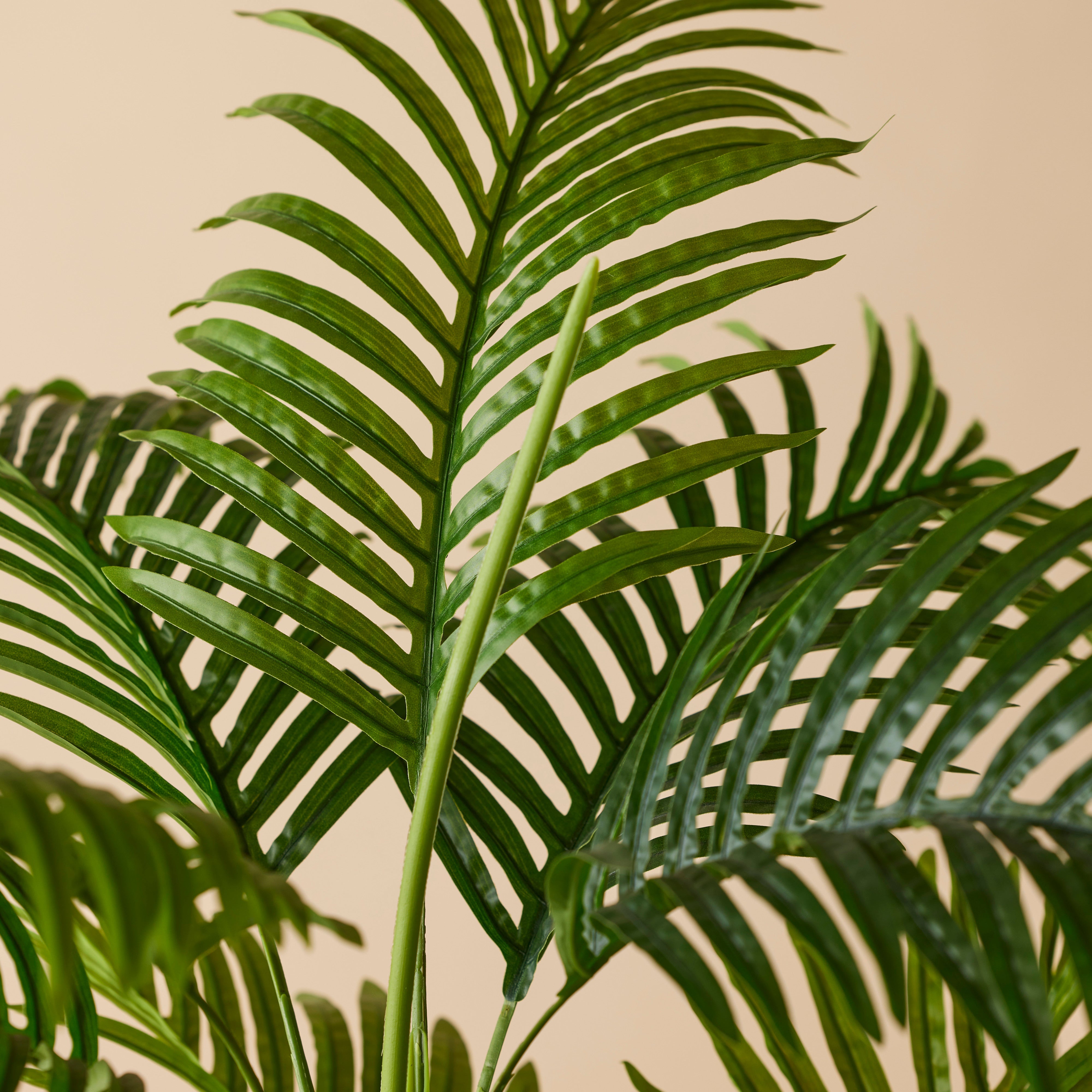 Rogue Areca Palm Tree - Garden Pot 190cm