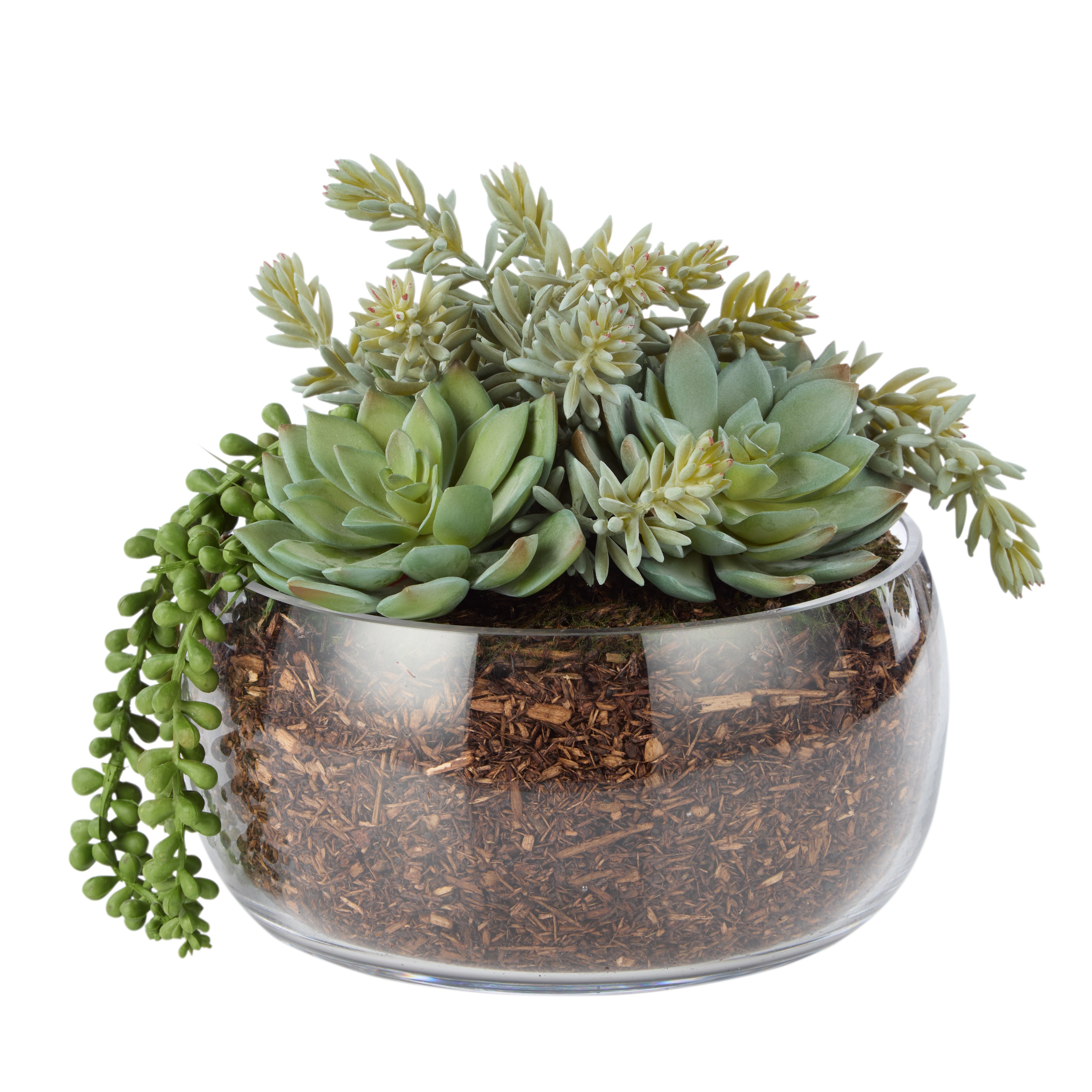 Rogue Succulent Mix - Scarlett Bowl 27cm