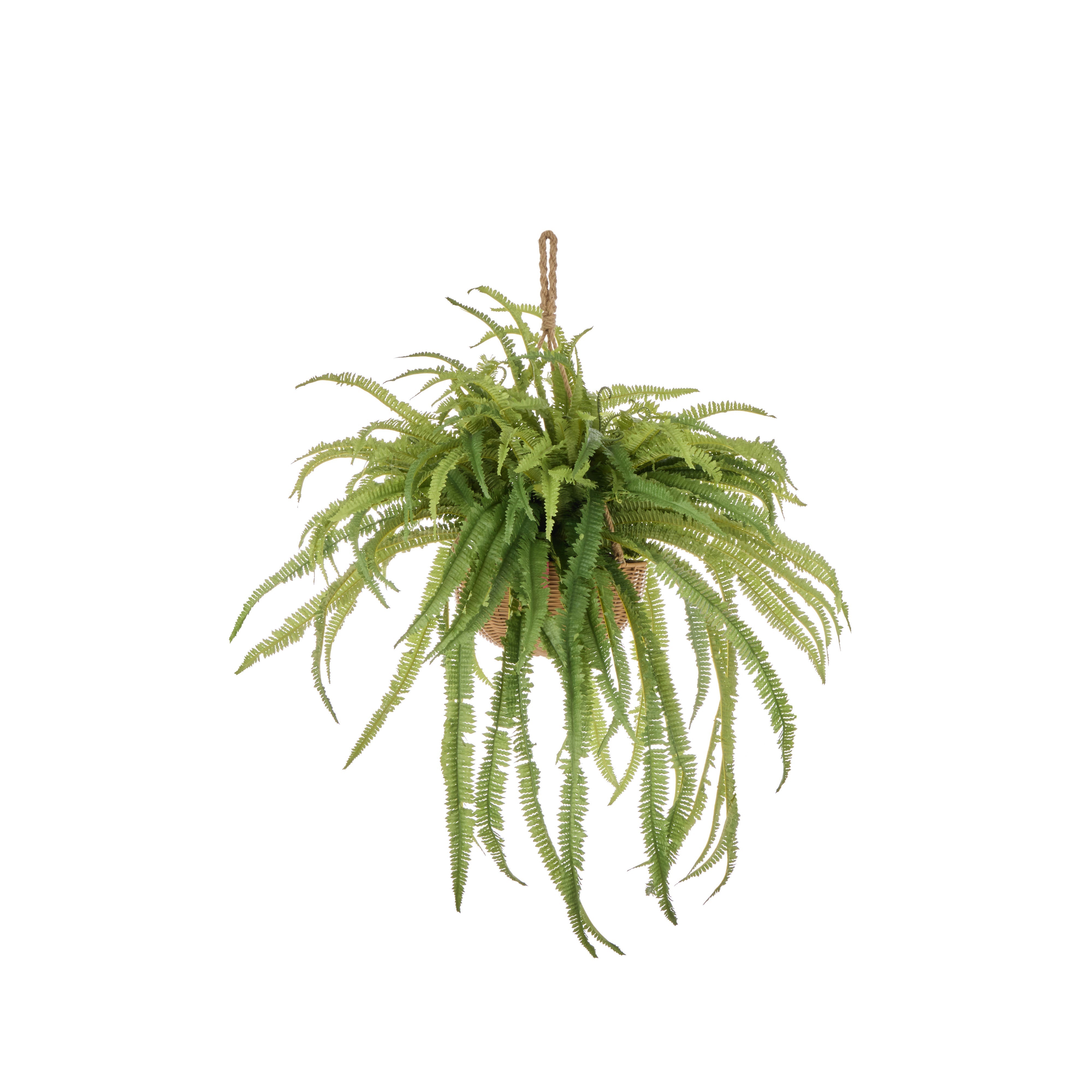 Rogue Boston Fern - Laos Hanging 100cm