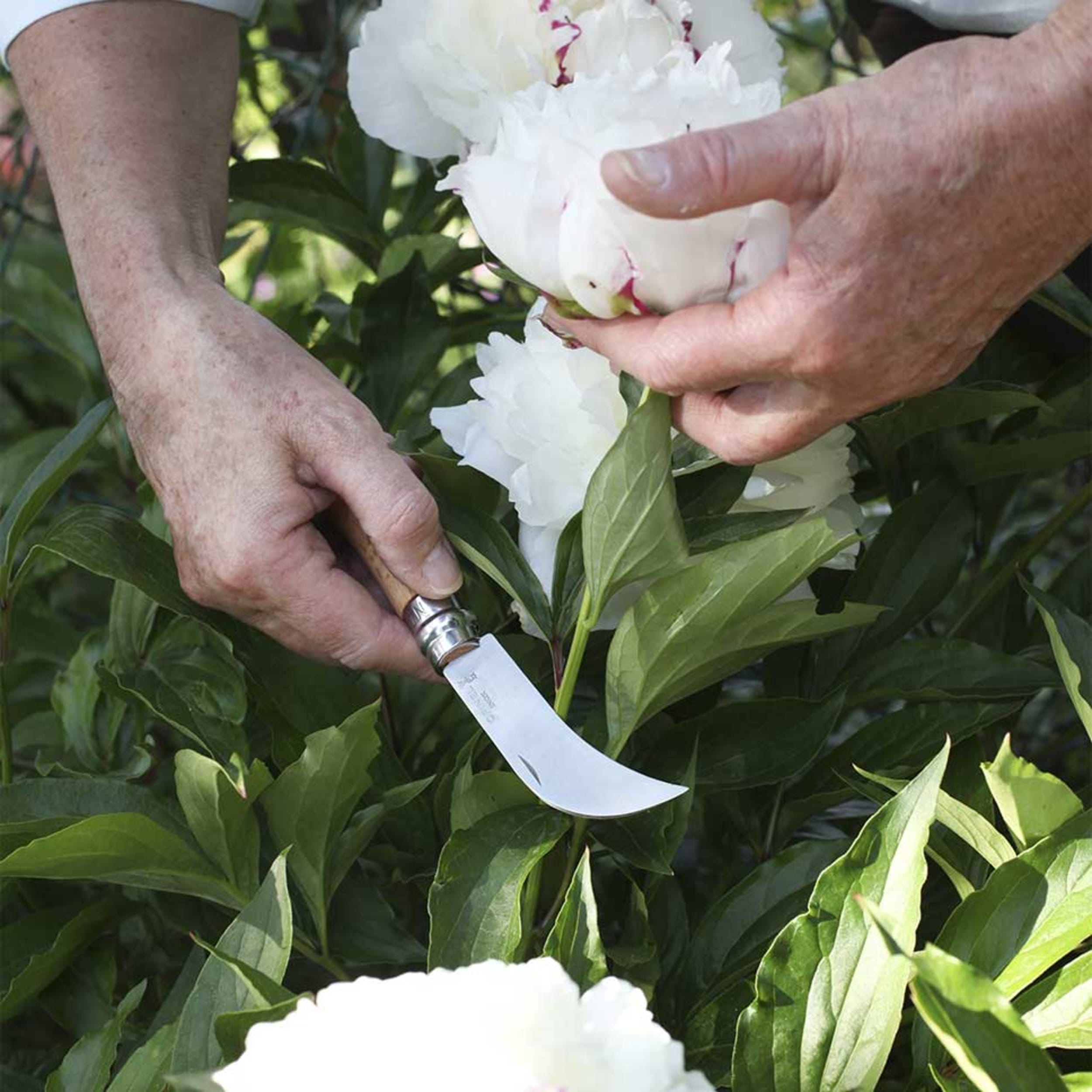 Opinel No.08 Stainless Steel Pruning Knife Beech (Blister Pack)