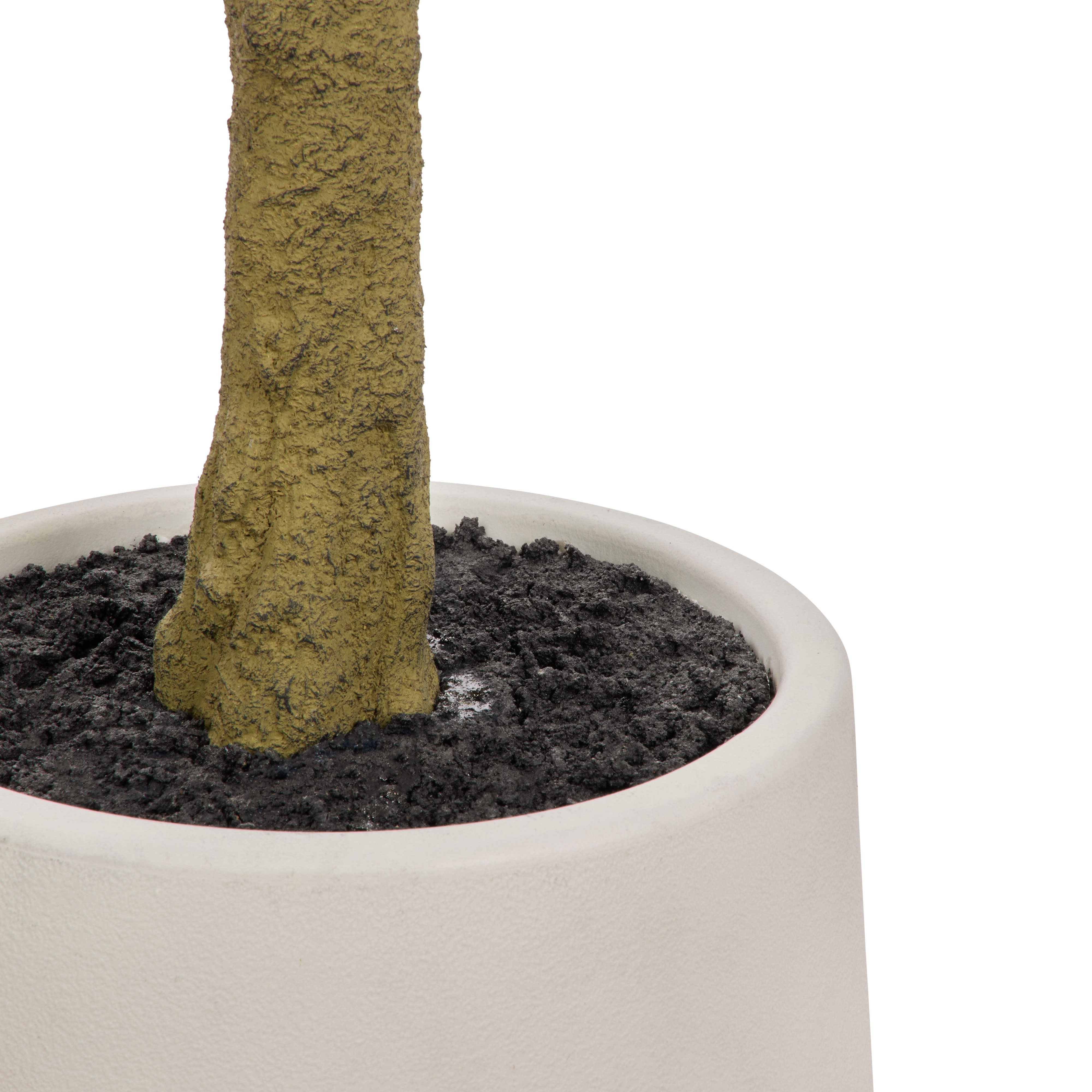 Rogue Ficus Tree Pot Green 180cm