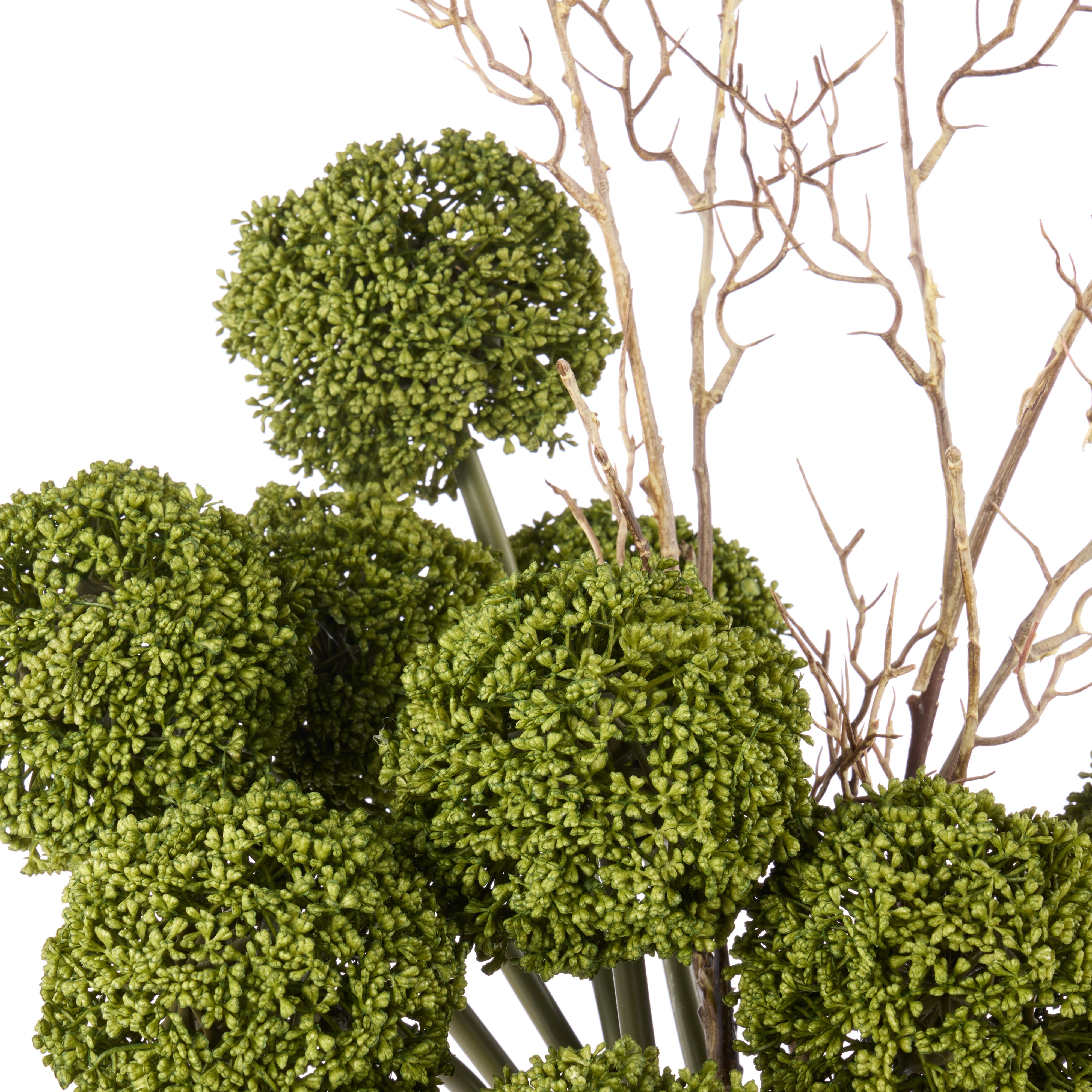 Rogue Allium - Maliah Pot Green