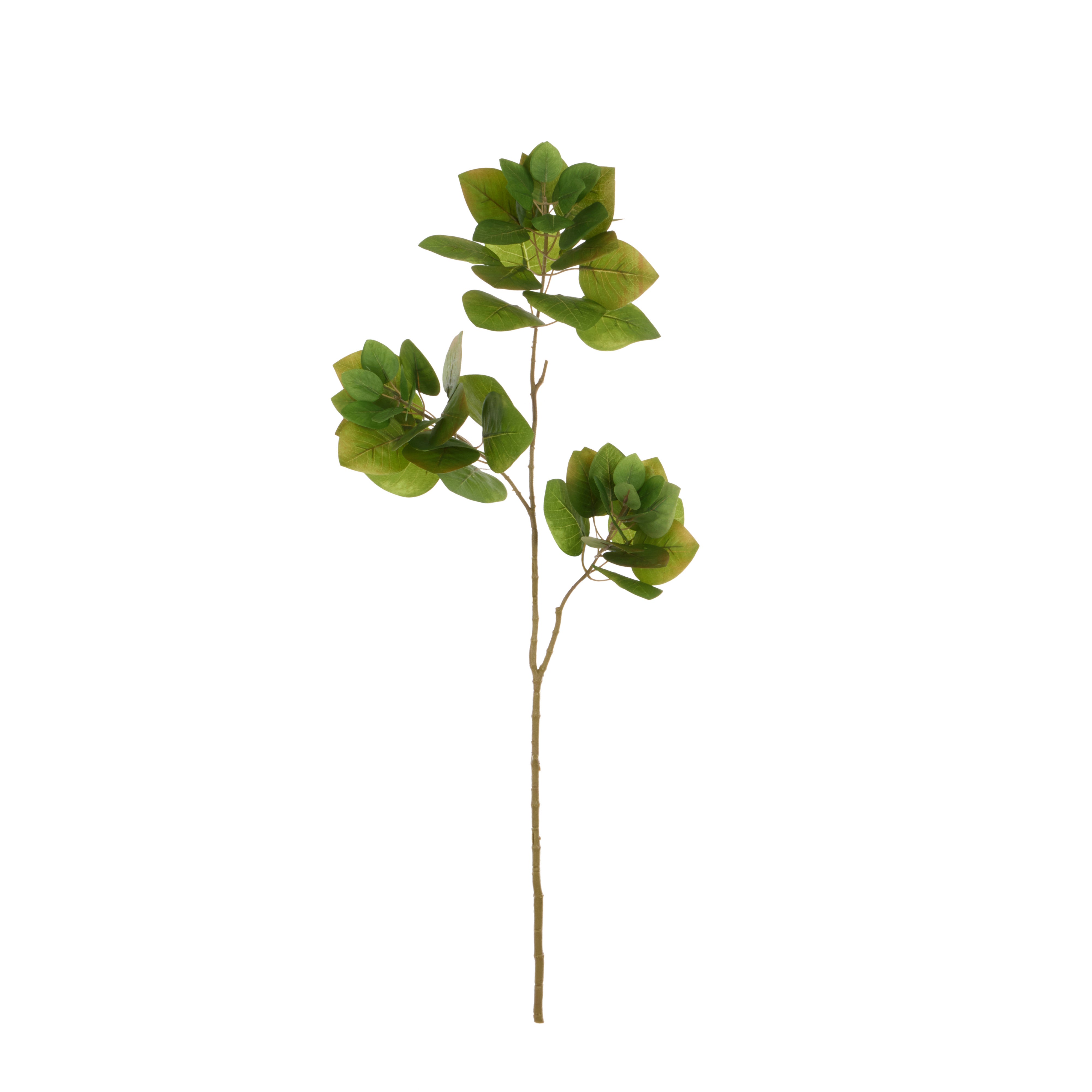 Rogue Smoke Bush Spray Green