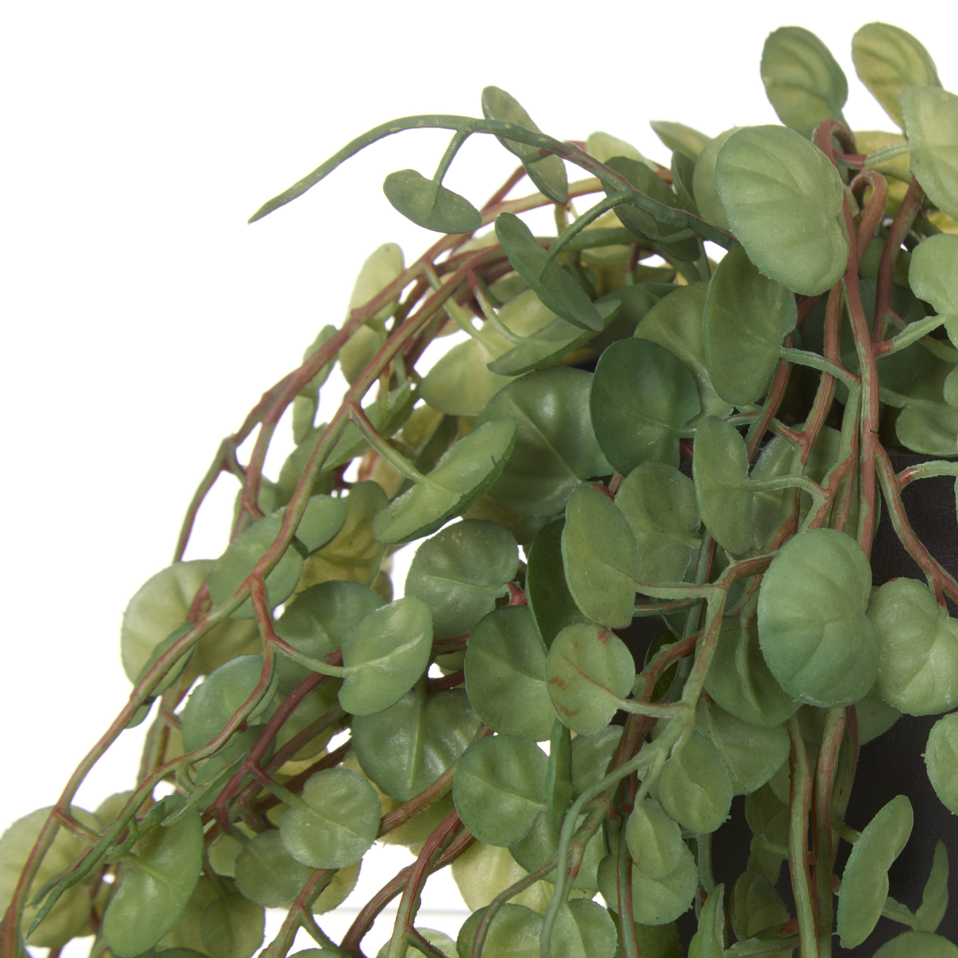 Rogue Falls Hanging Bush - Garden Pot Green
