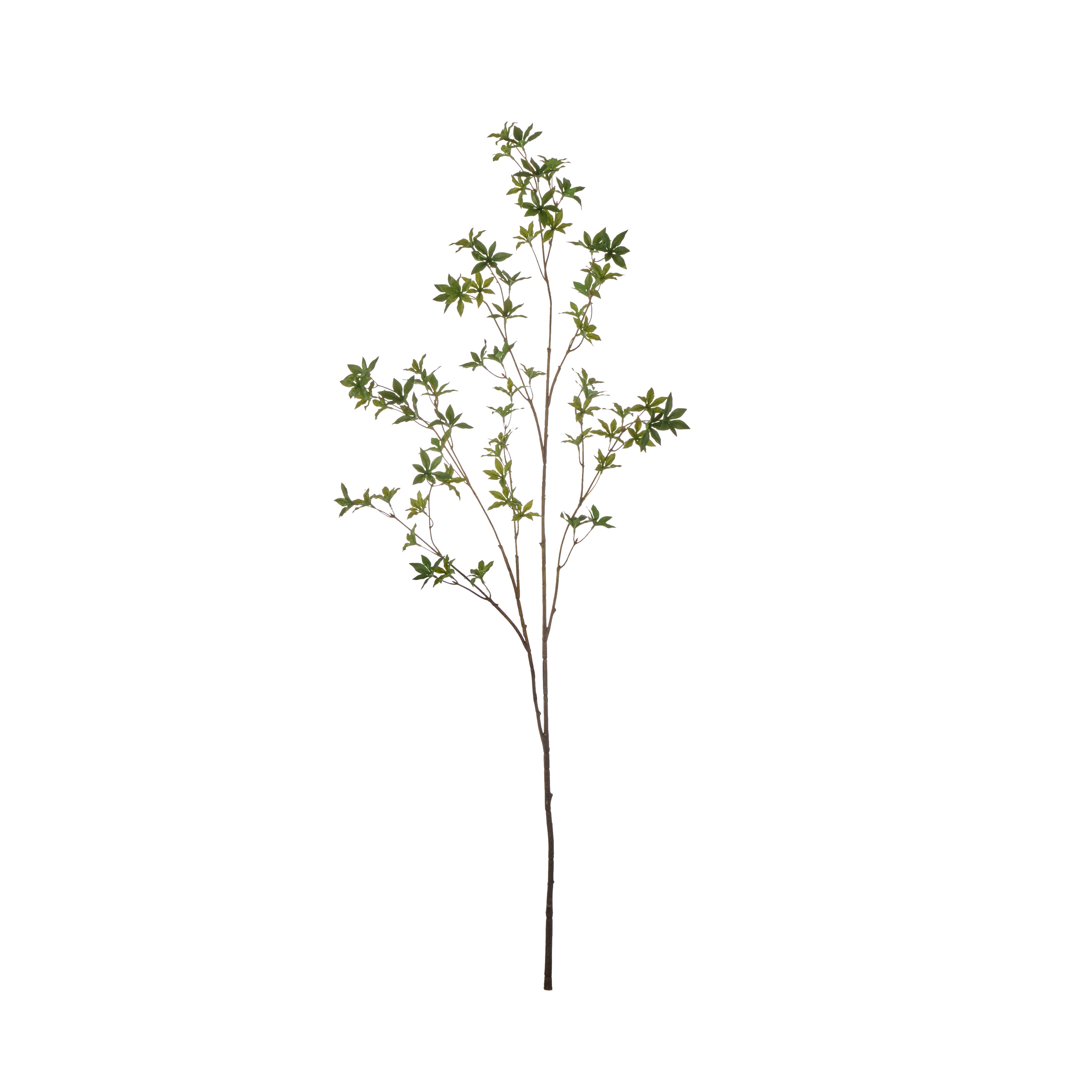 Rogue Azalea Spray