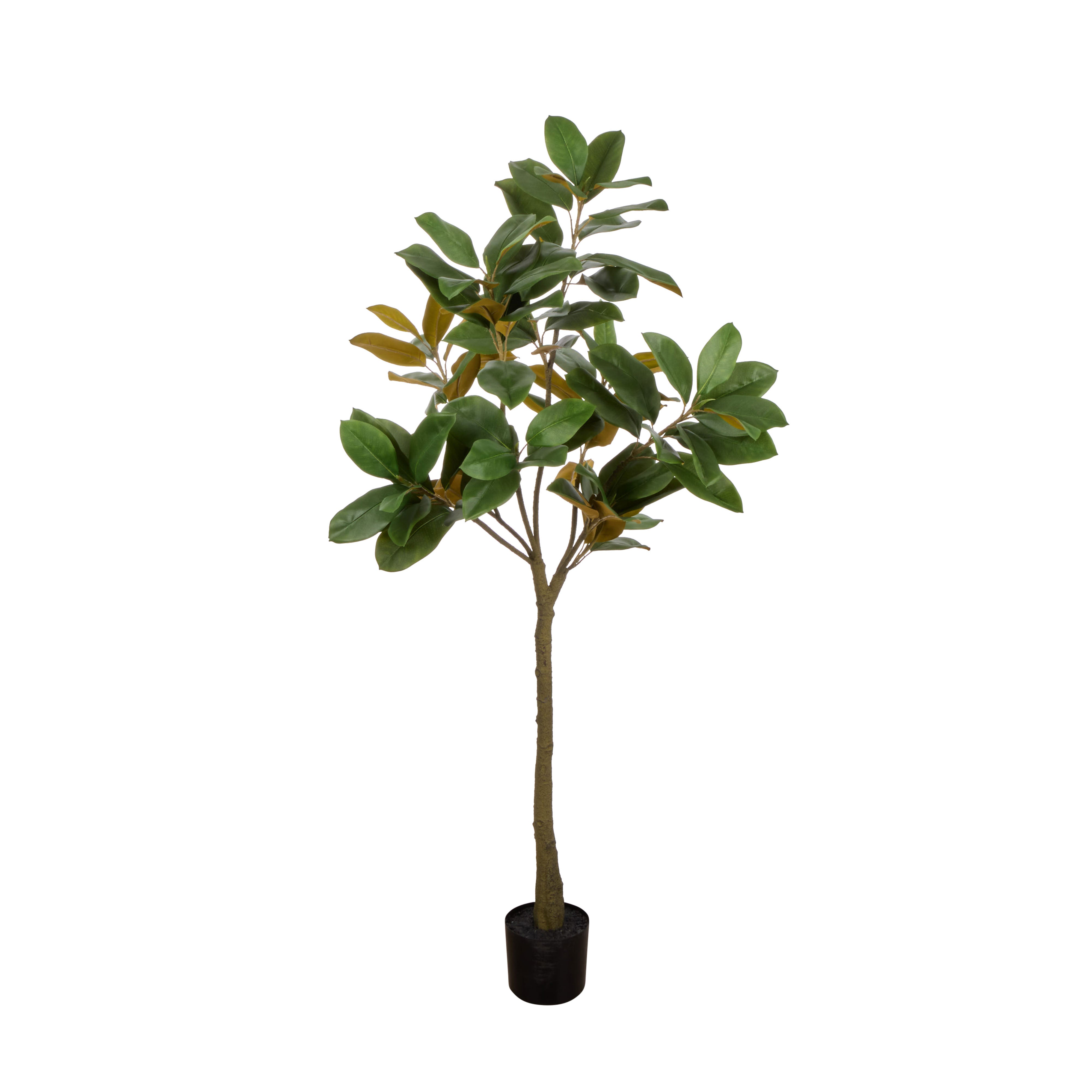 Rogue Magnolia Tree Garden Pot