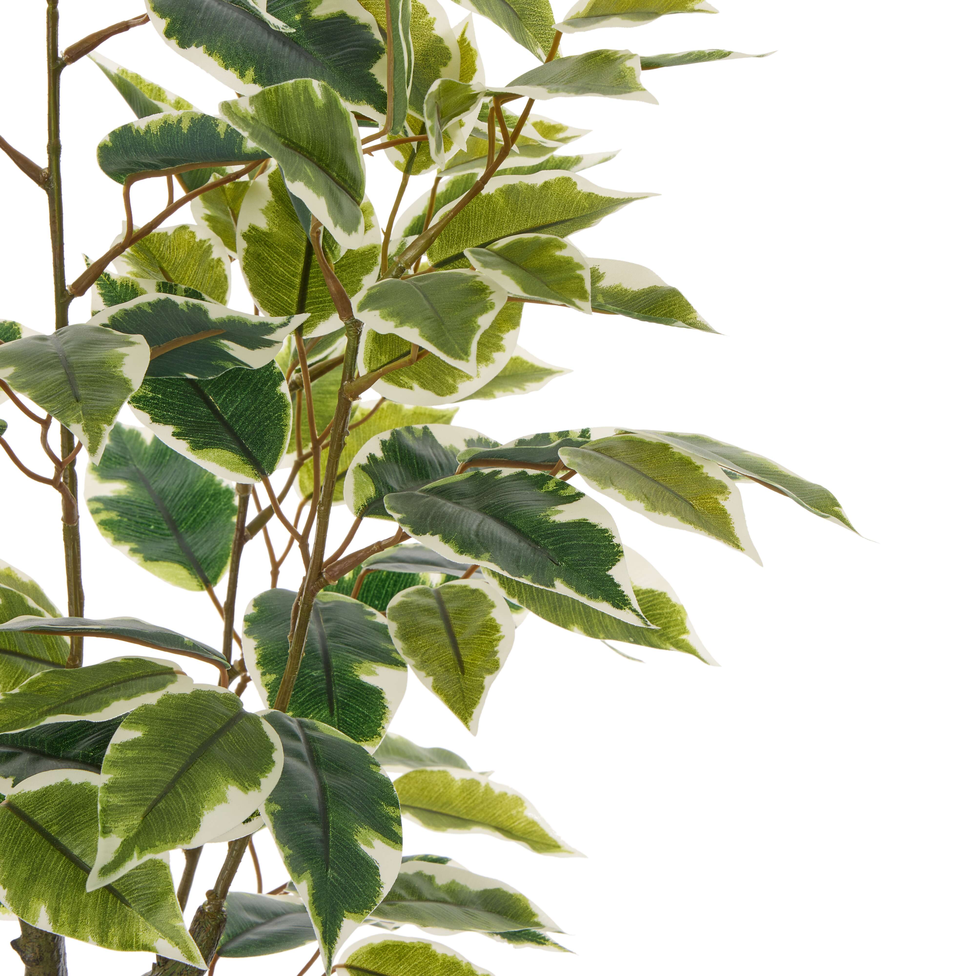 Rogue Ficus Tree Pot Variegated 70cm