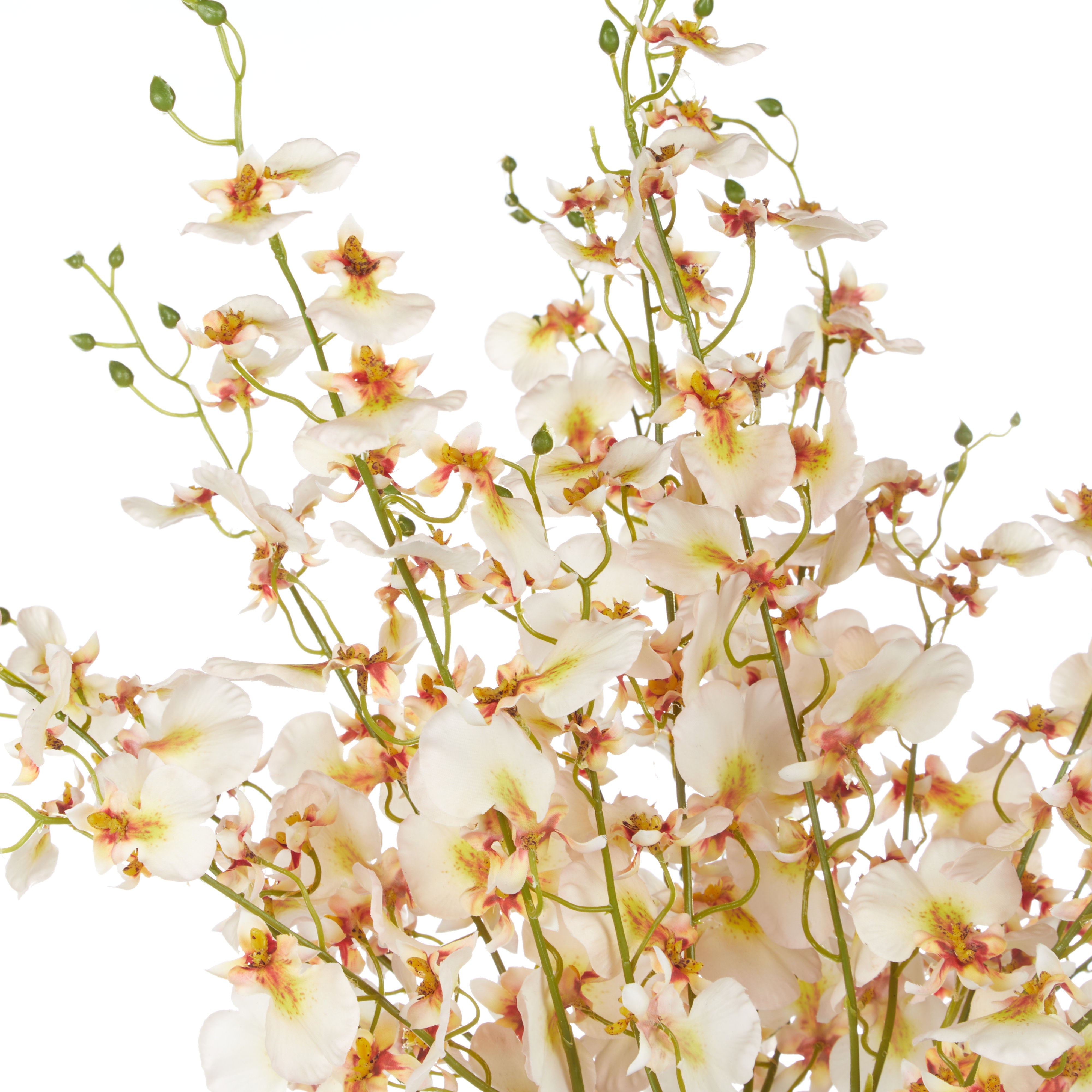 Rogue Dancing Orchid - Rachel Vase Cream & Clear