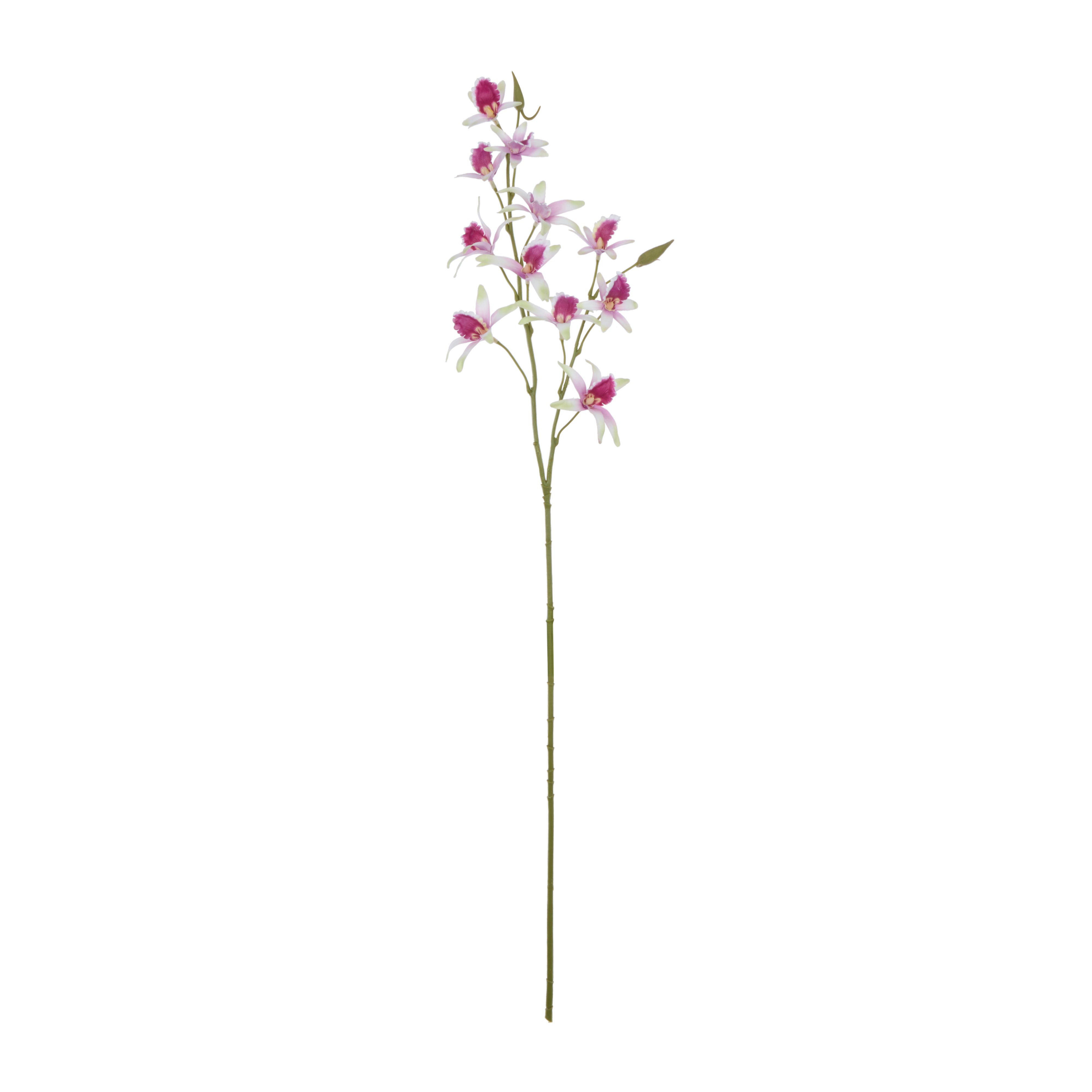 Rogue Dendrobium Spray White & Purple
