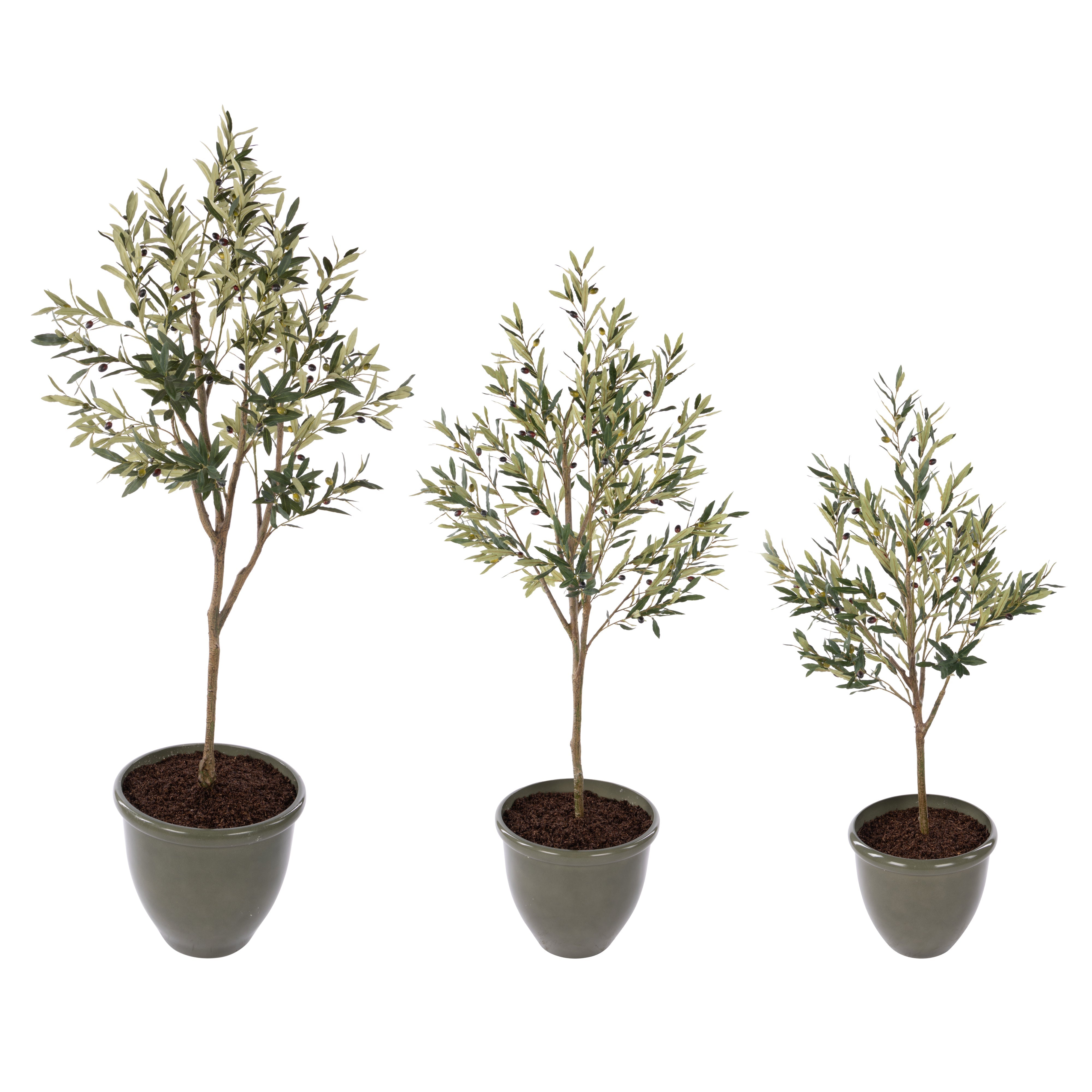 Rogue Olive Tree - Milan Planter