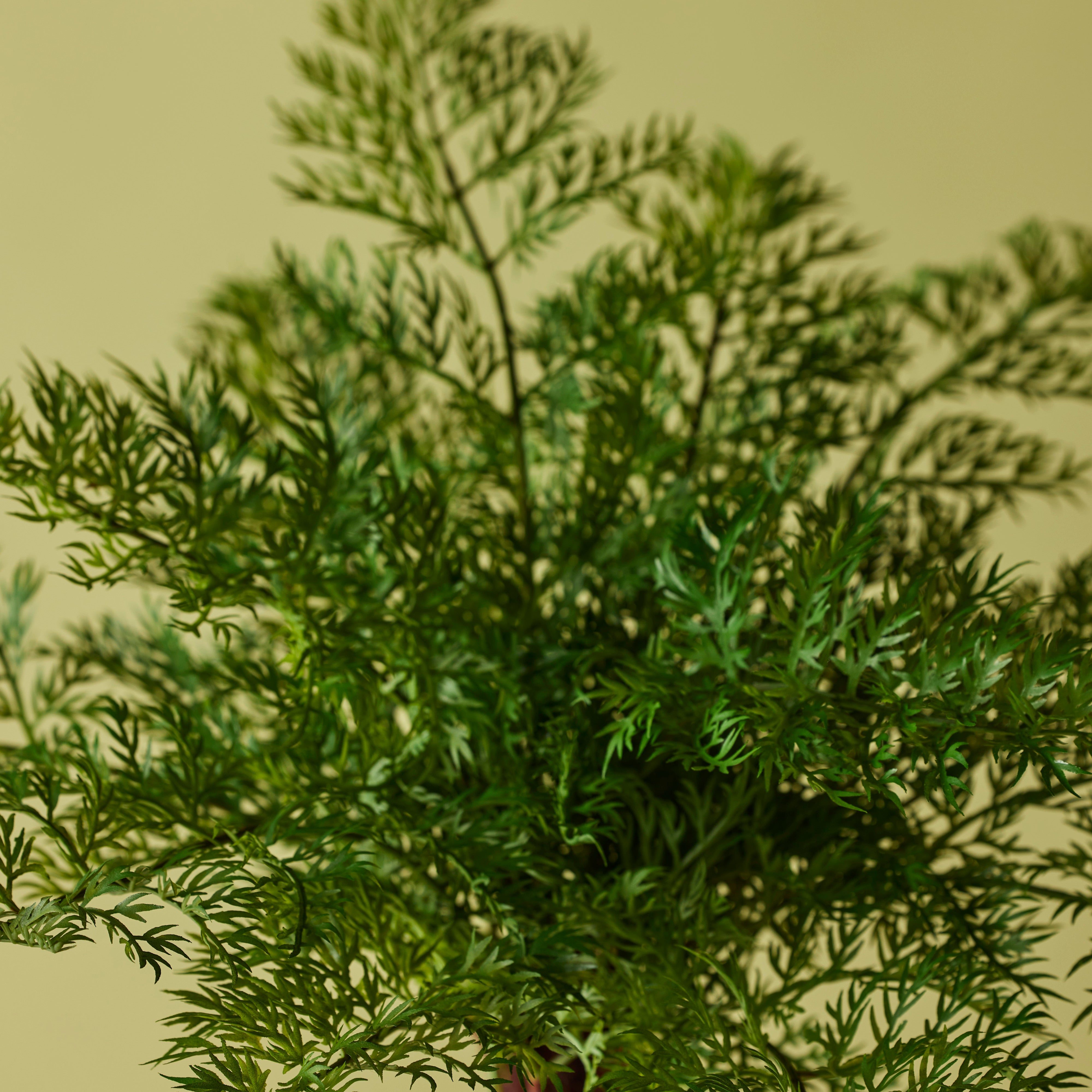 Rogue Radish Fern Bush