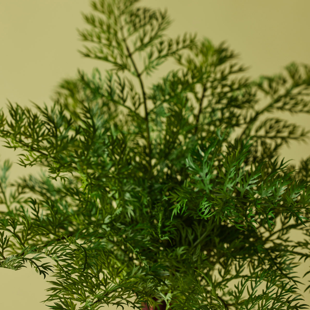 Rogue Radish Fern Bush