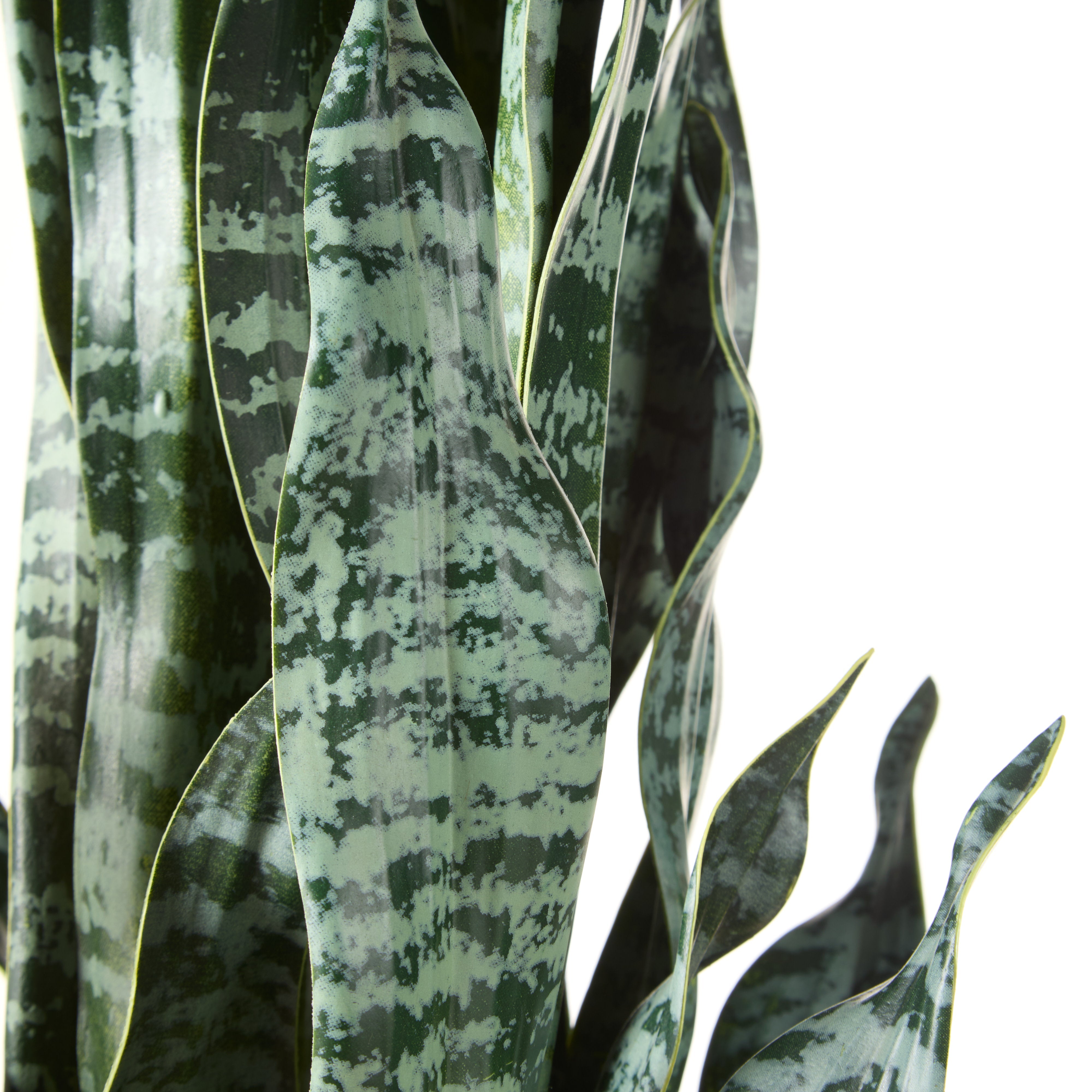 Rogue Sansevieria - Garden Pot