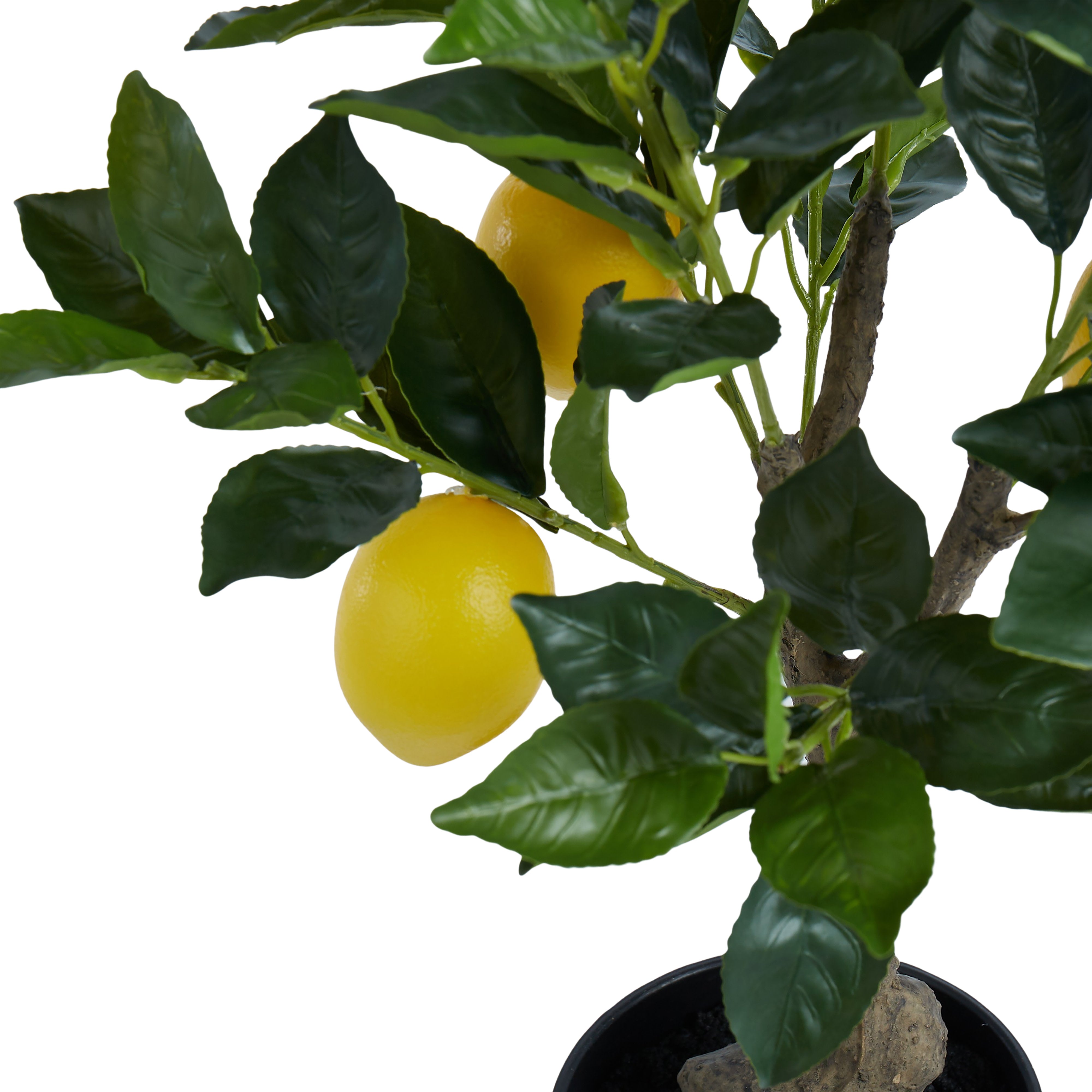 Rogue Lemon Tree 38cm