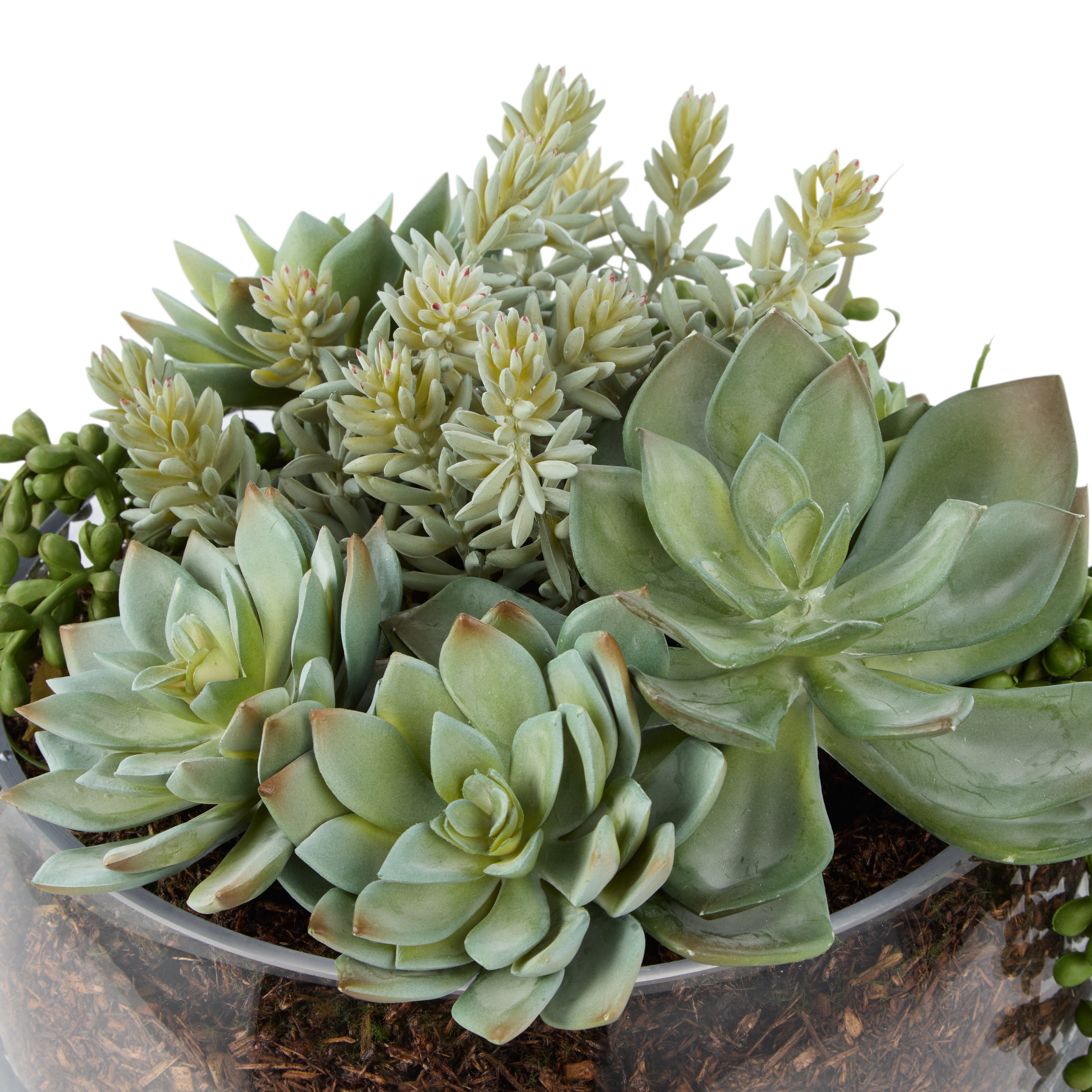 Rogue Succulent Mix - Scarlett Bowl 29cm