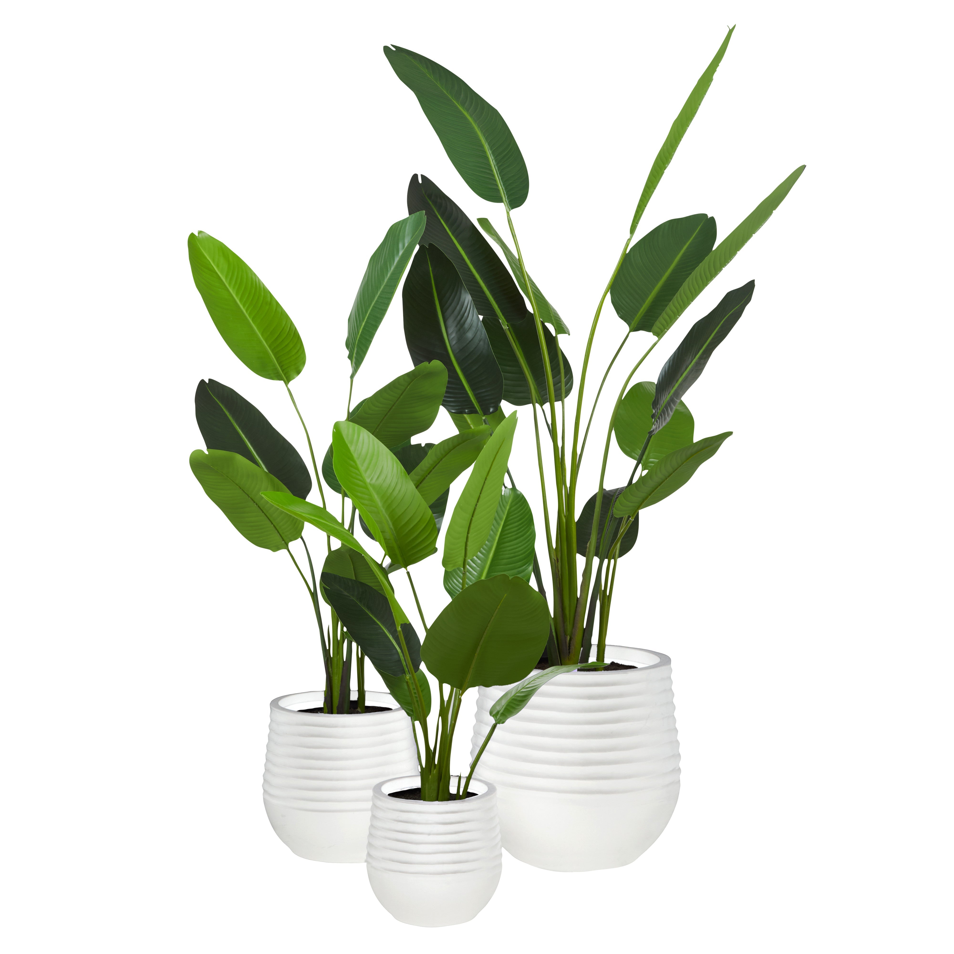 Rogue Bird of Paradise - Ryker Planter 3pcs Set Green/White