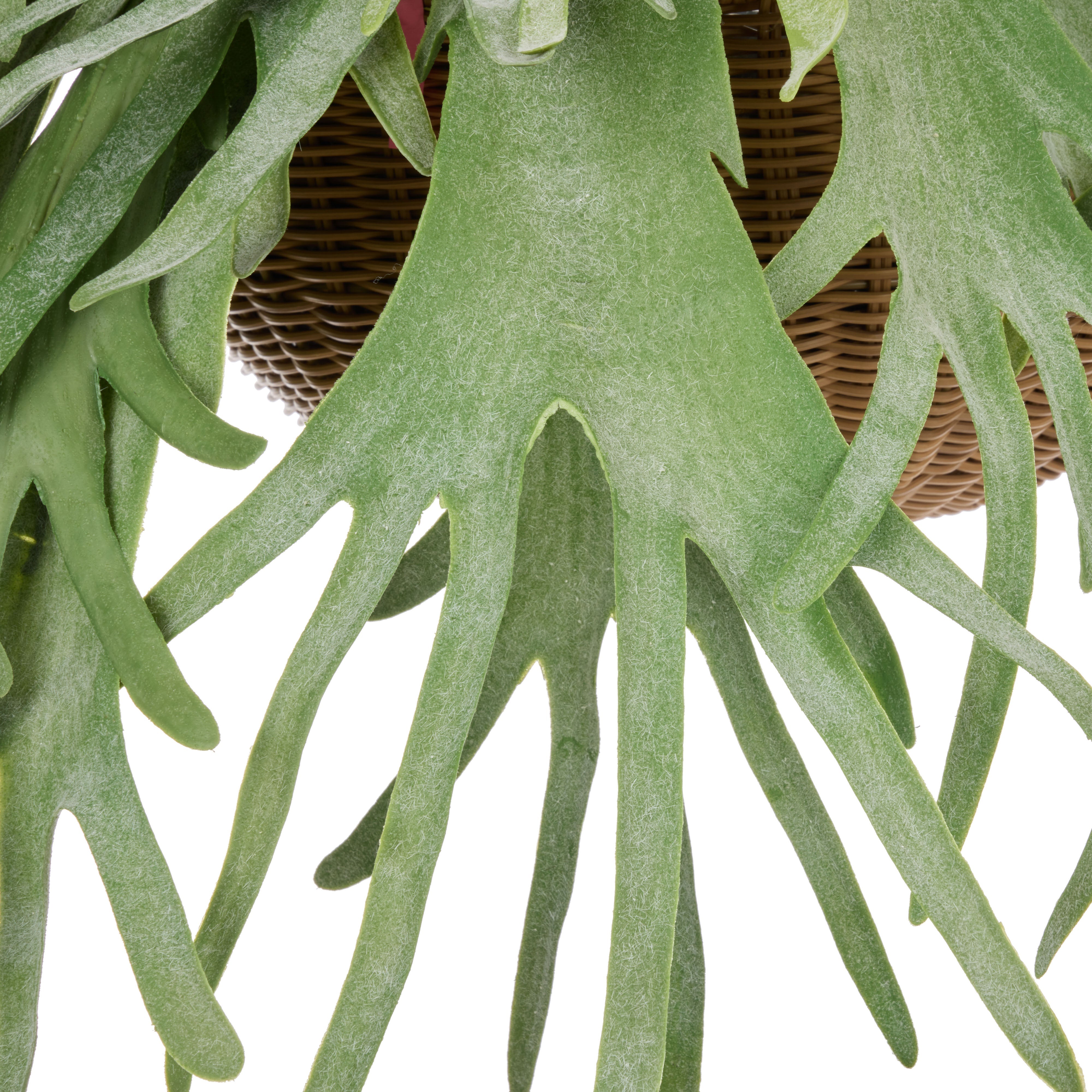 Rogue Staghorn - Laos Hanging
