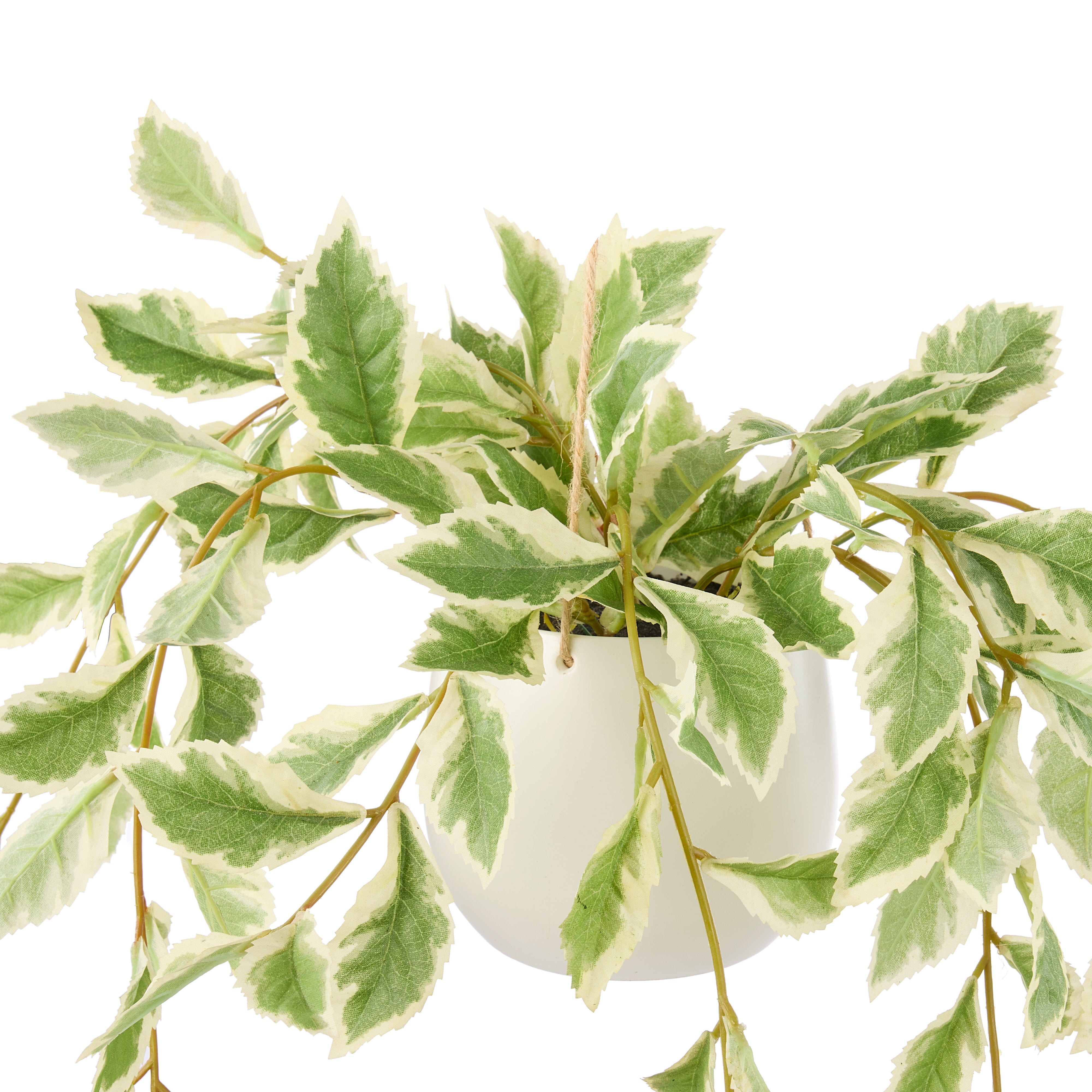 Rogue Ficus Hanging Pot White & Green