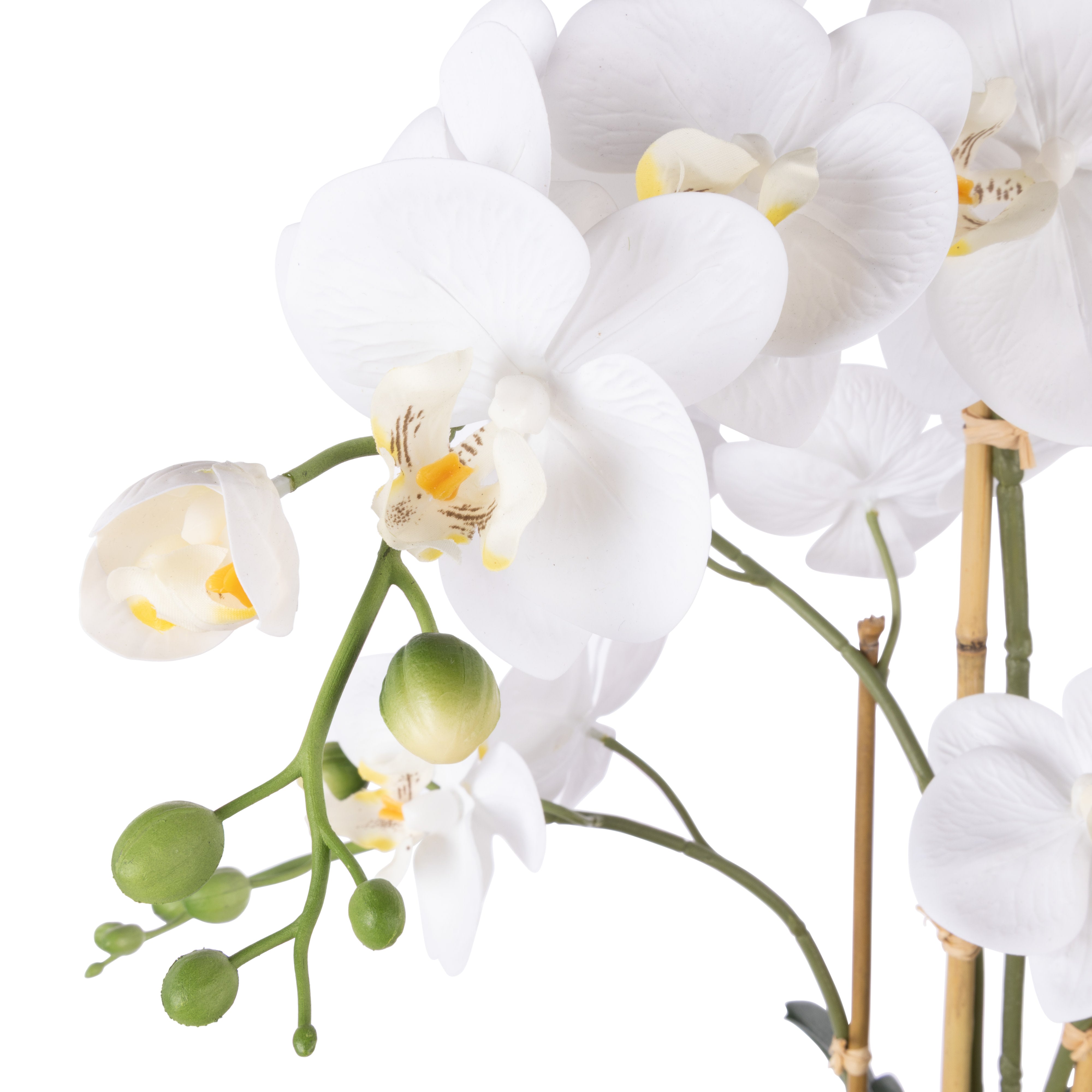 Rogue Phalaenopsis Orchid - Textured Round Pot 61cm