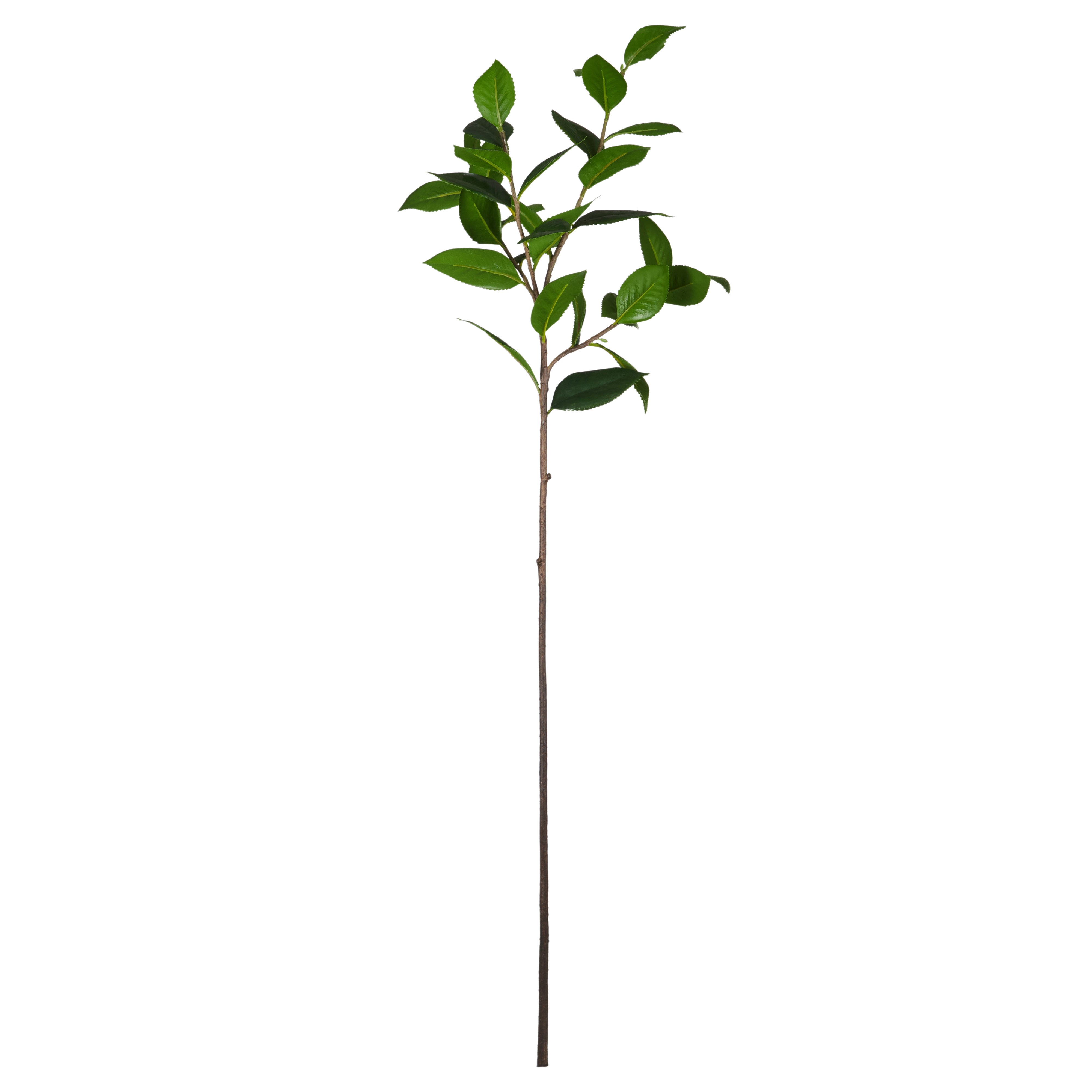 Rogue Tea Leaves Spray