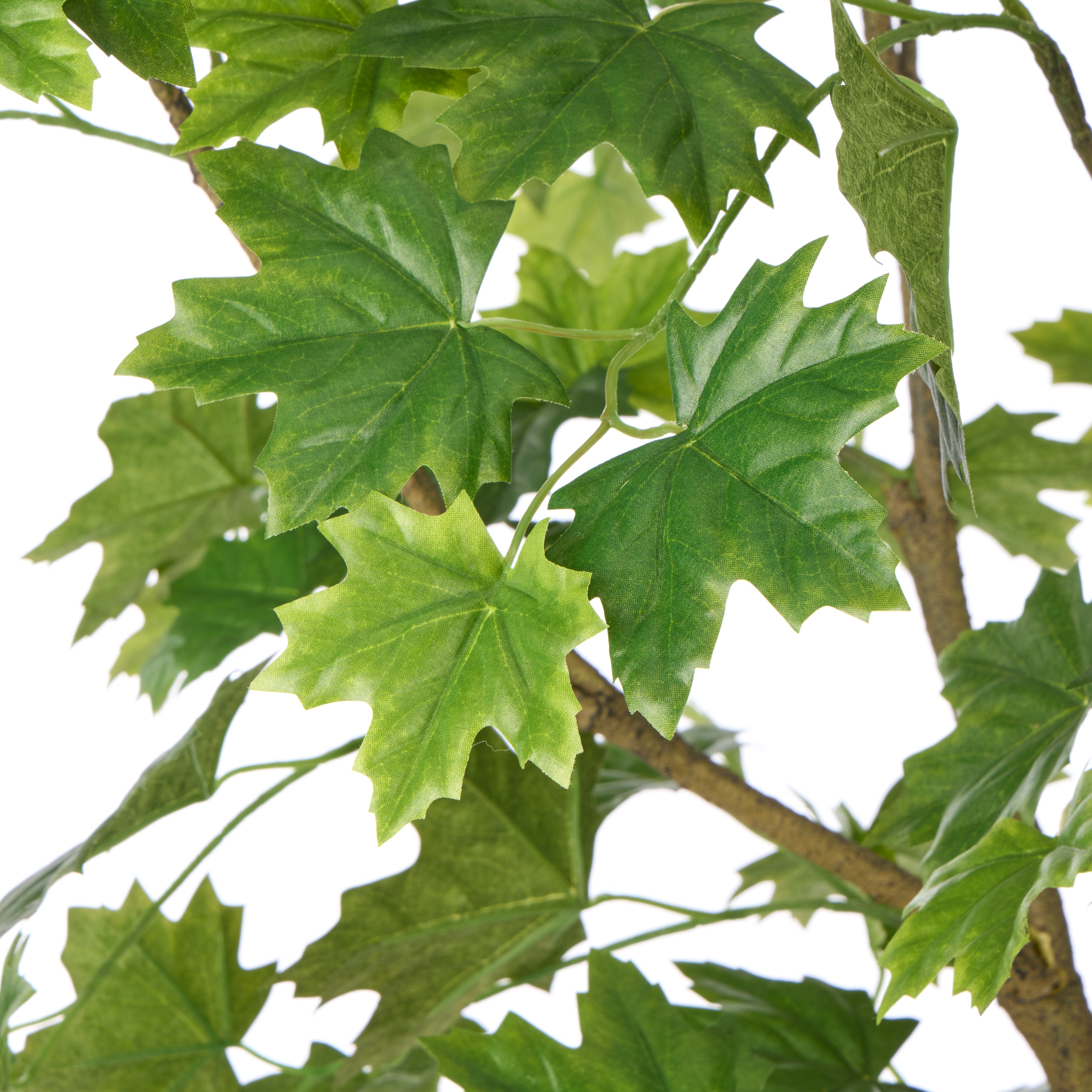 Rogue Maple Tree - Garden Pot 150cm