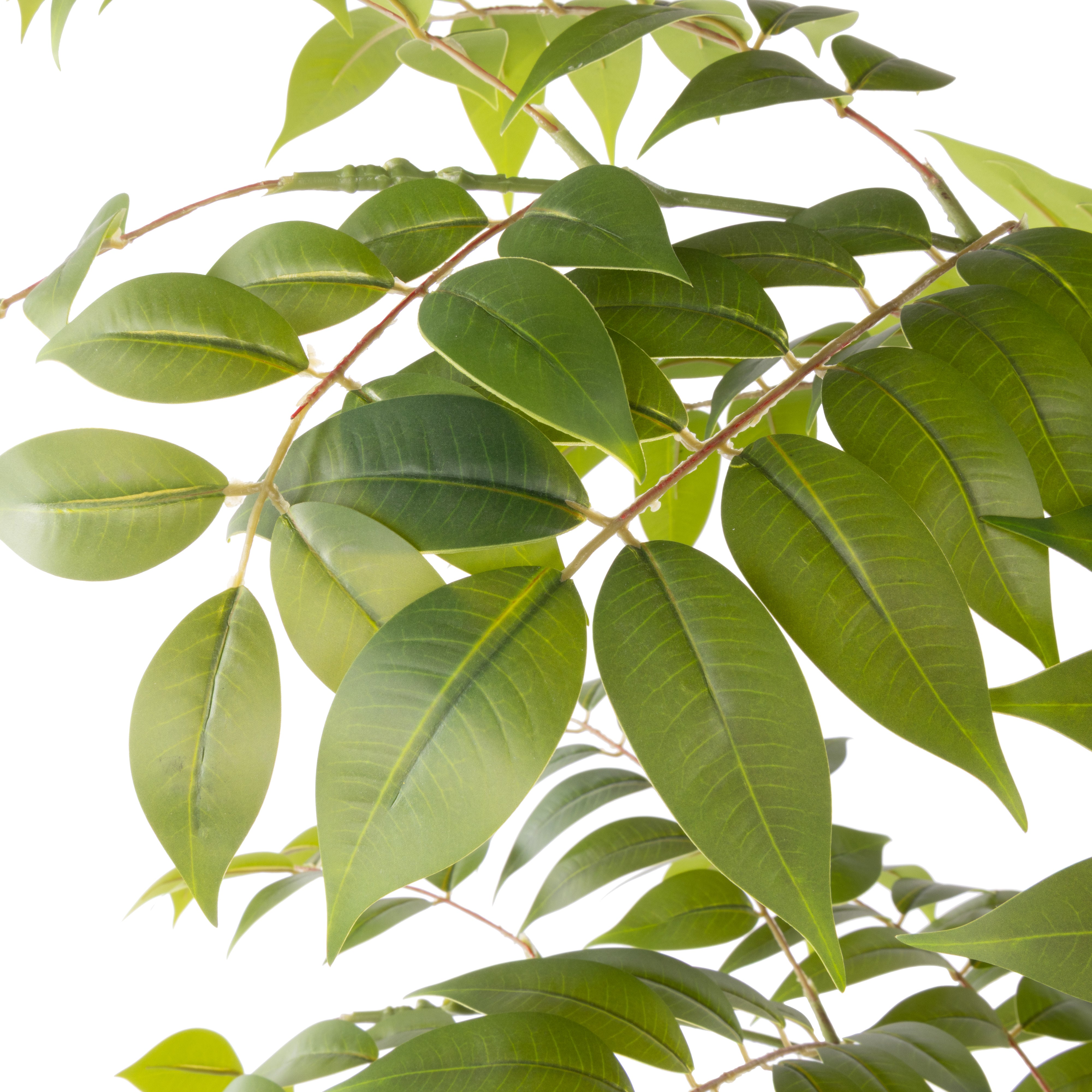 Rogue Wisteria Tree - Garden Pot 168cm