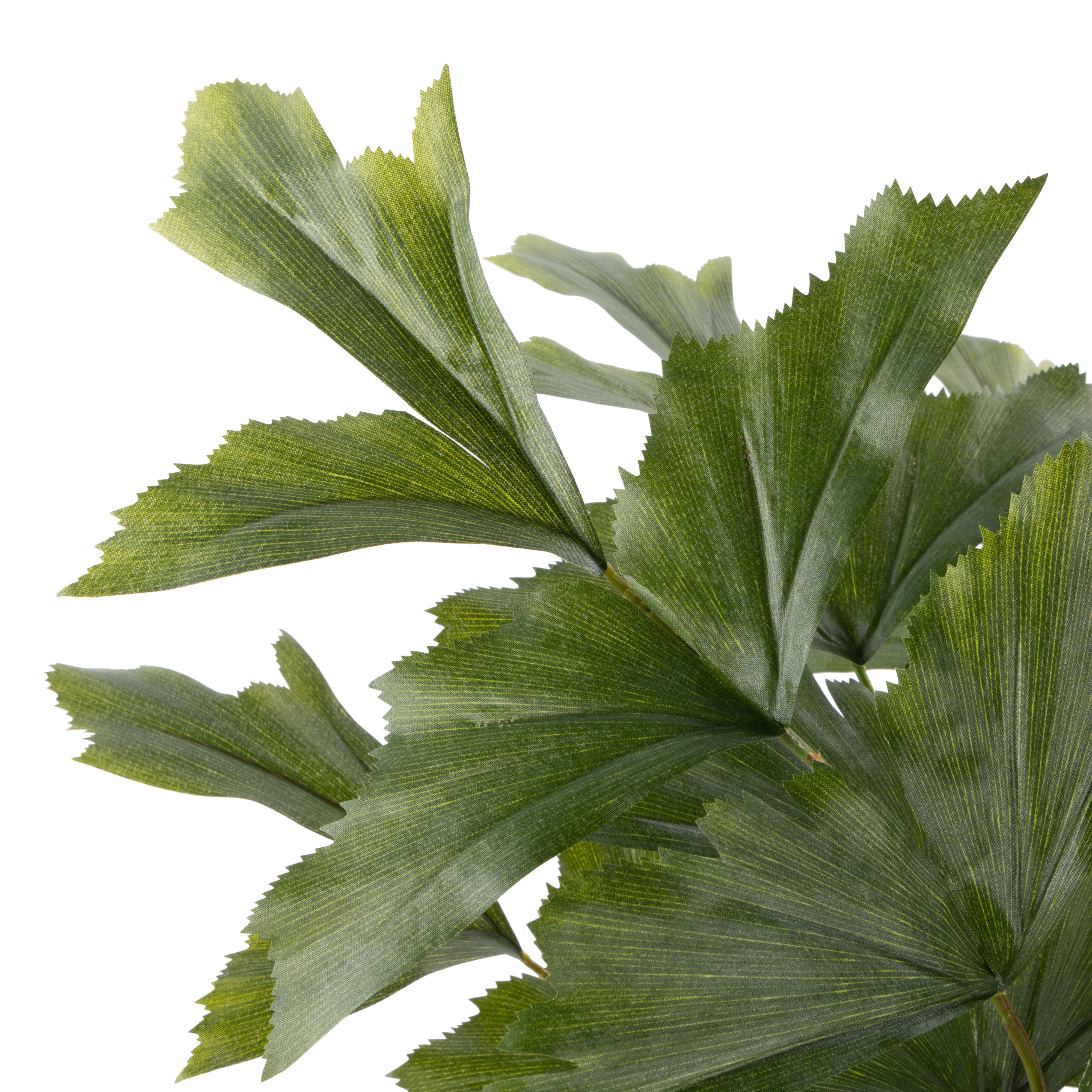 Rogue Caryota Palm Tree - Garden Pot 90cm