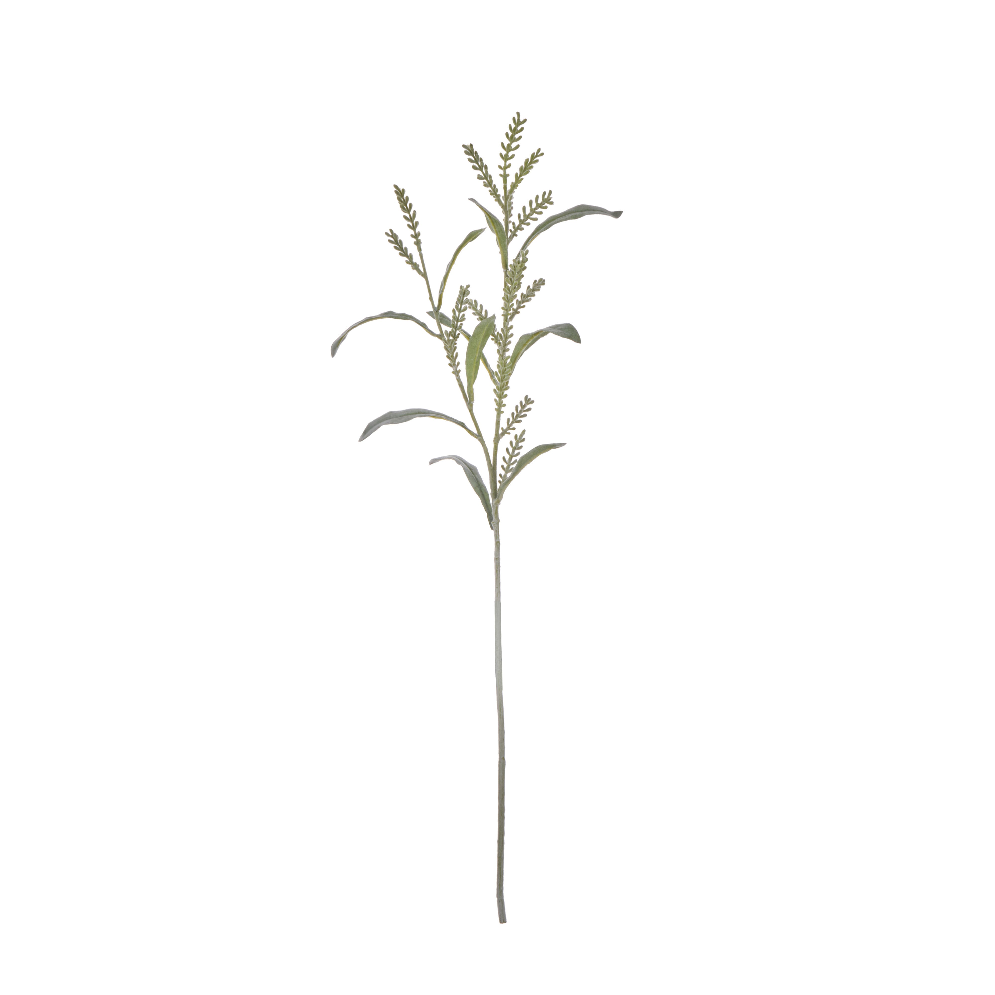 Rogue Acacia Seeding Spray