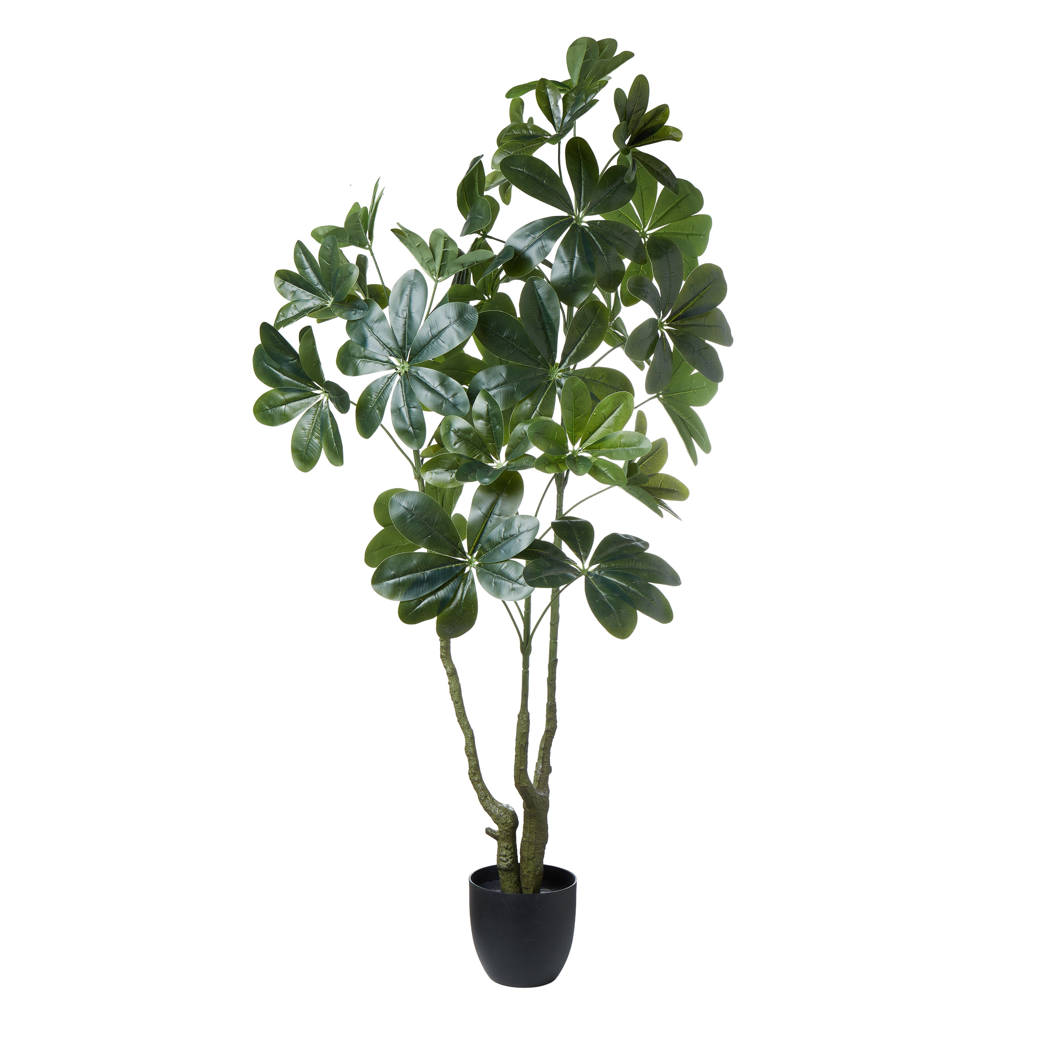 Rogue Umbrella Tree - Garden Pot