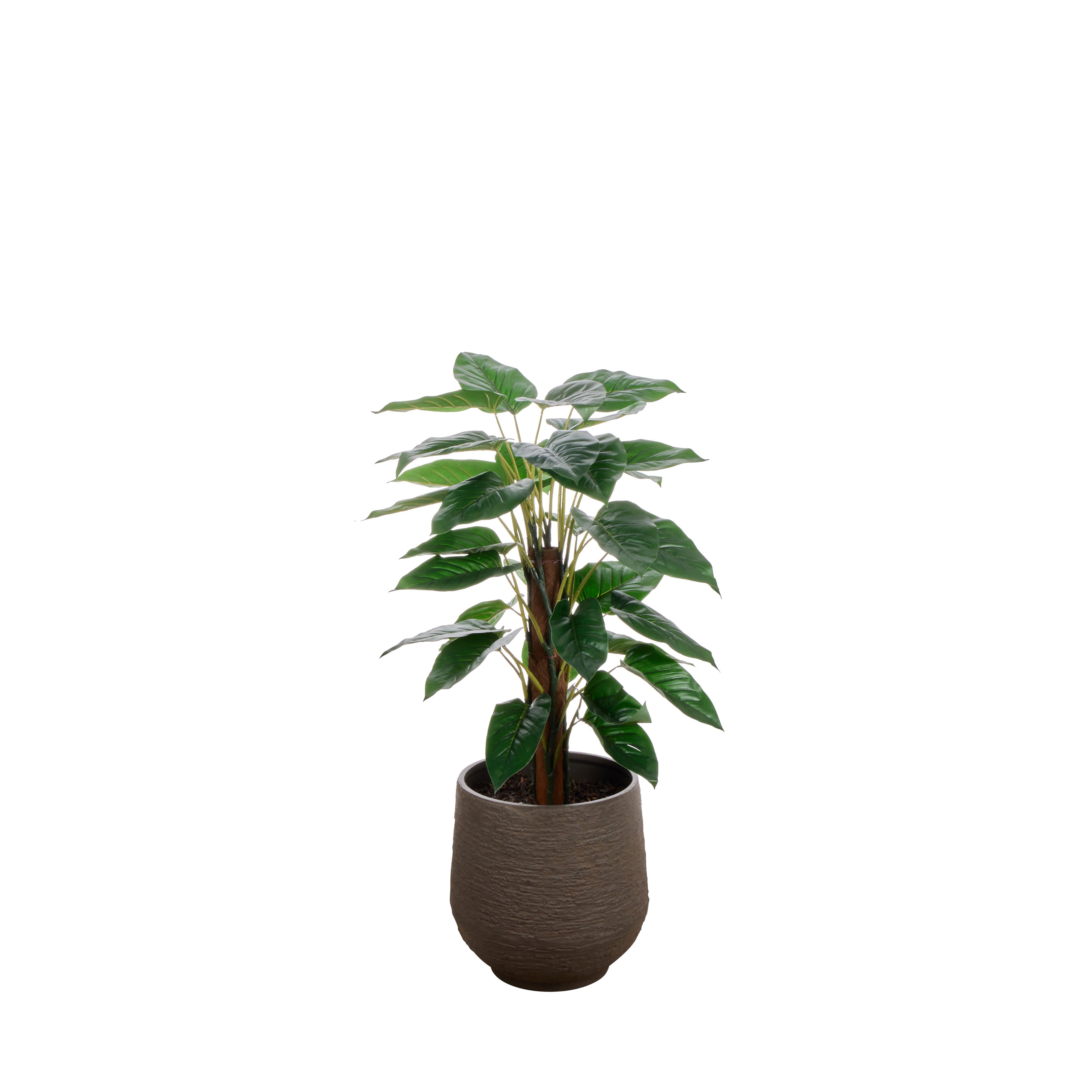 Rogue Philodendron - Trillium UV