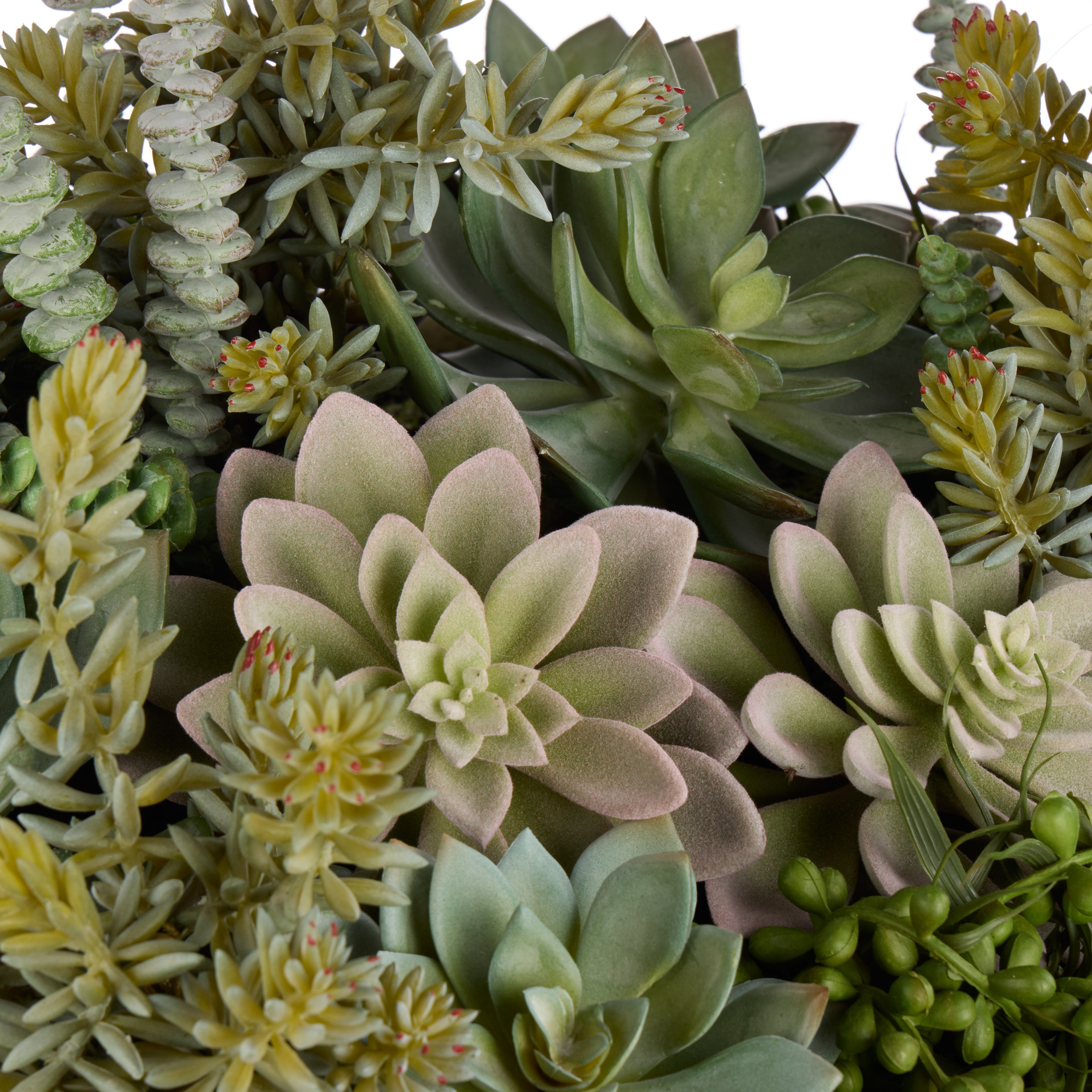 Rogue Succulent Garden - Textured Cement Pot