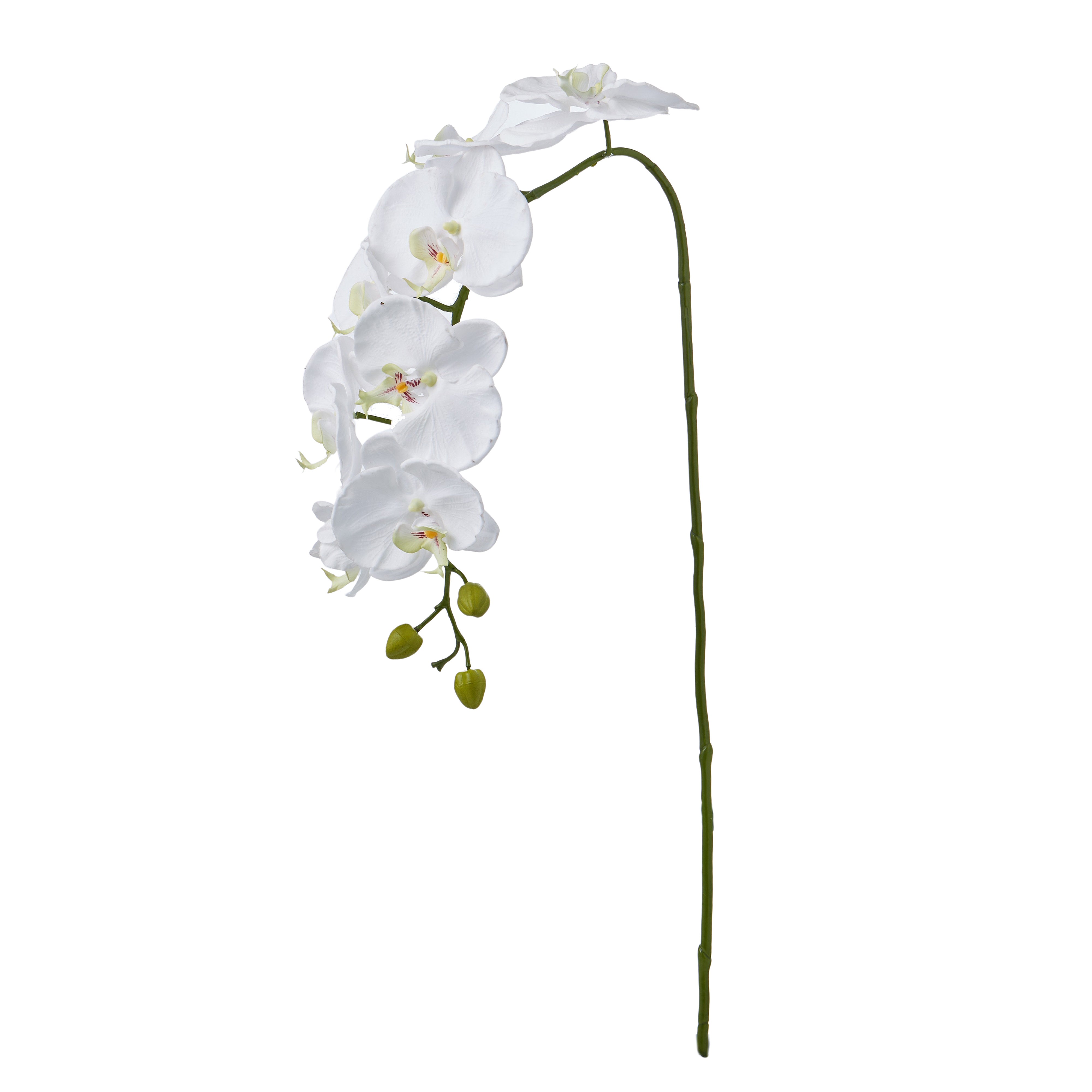 Rogue Phalaenopsis Orchid Spray