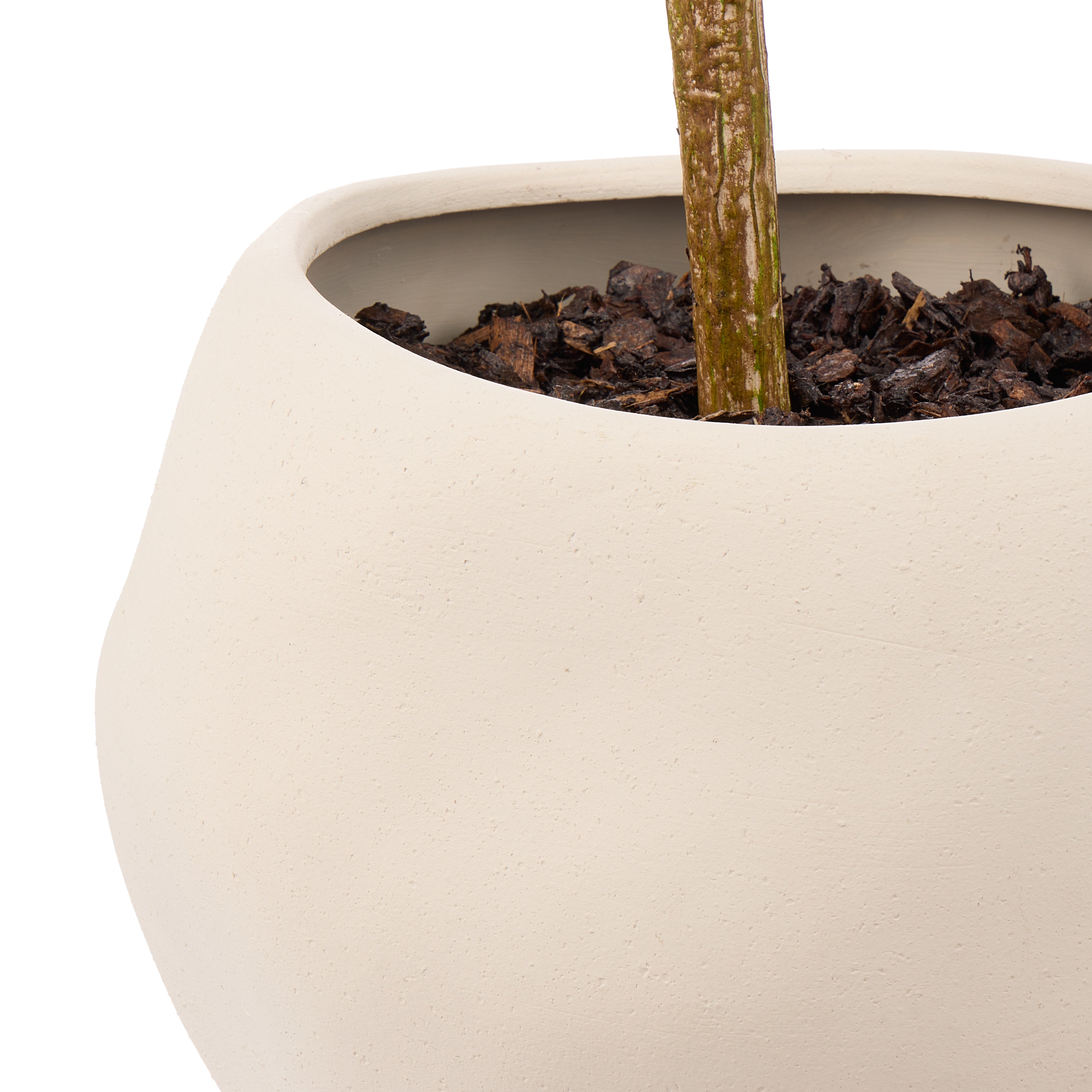 Rogue Ficus - Lyon Organic Bowl Planter Natural