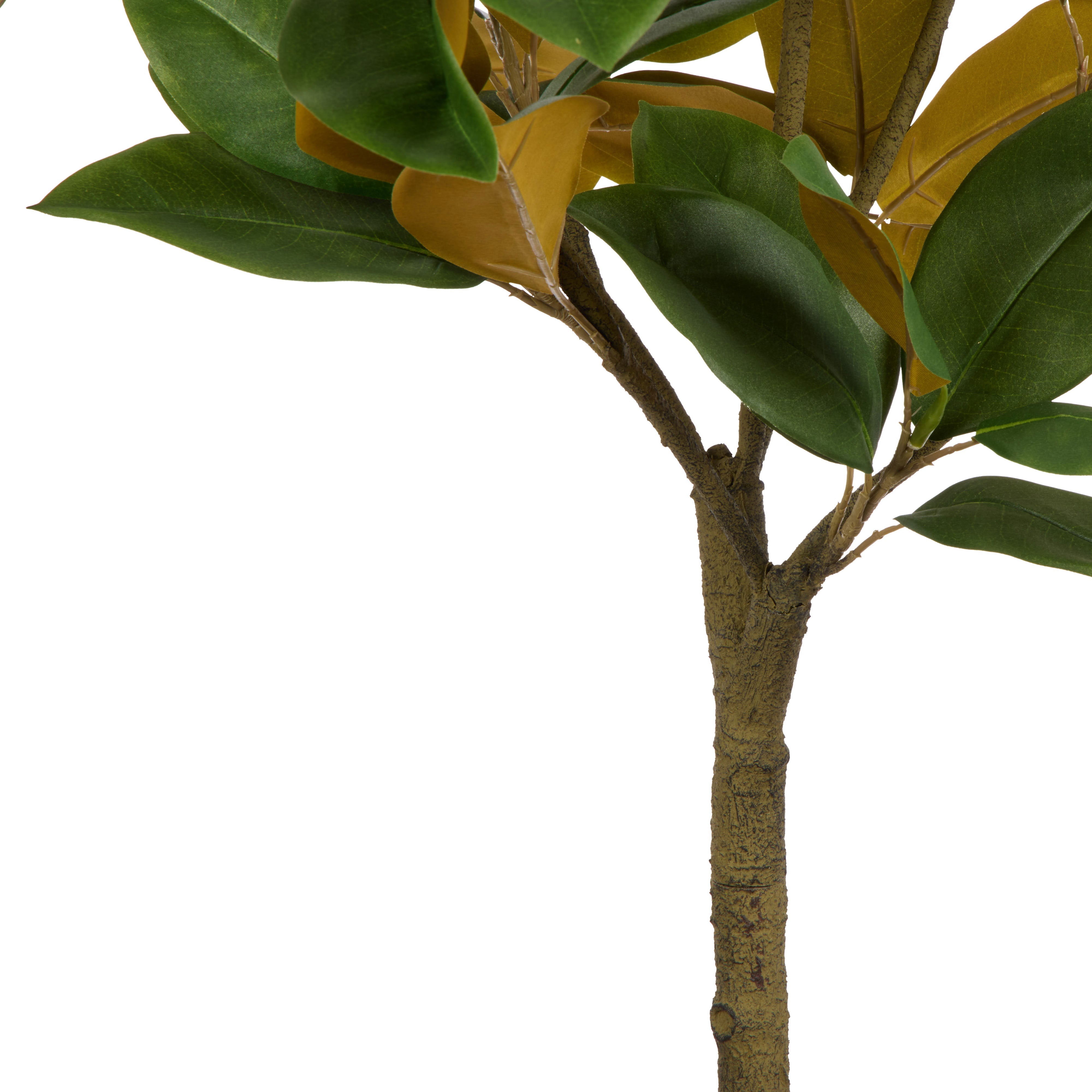 Rogue Magnolia Tree Garden Pot