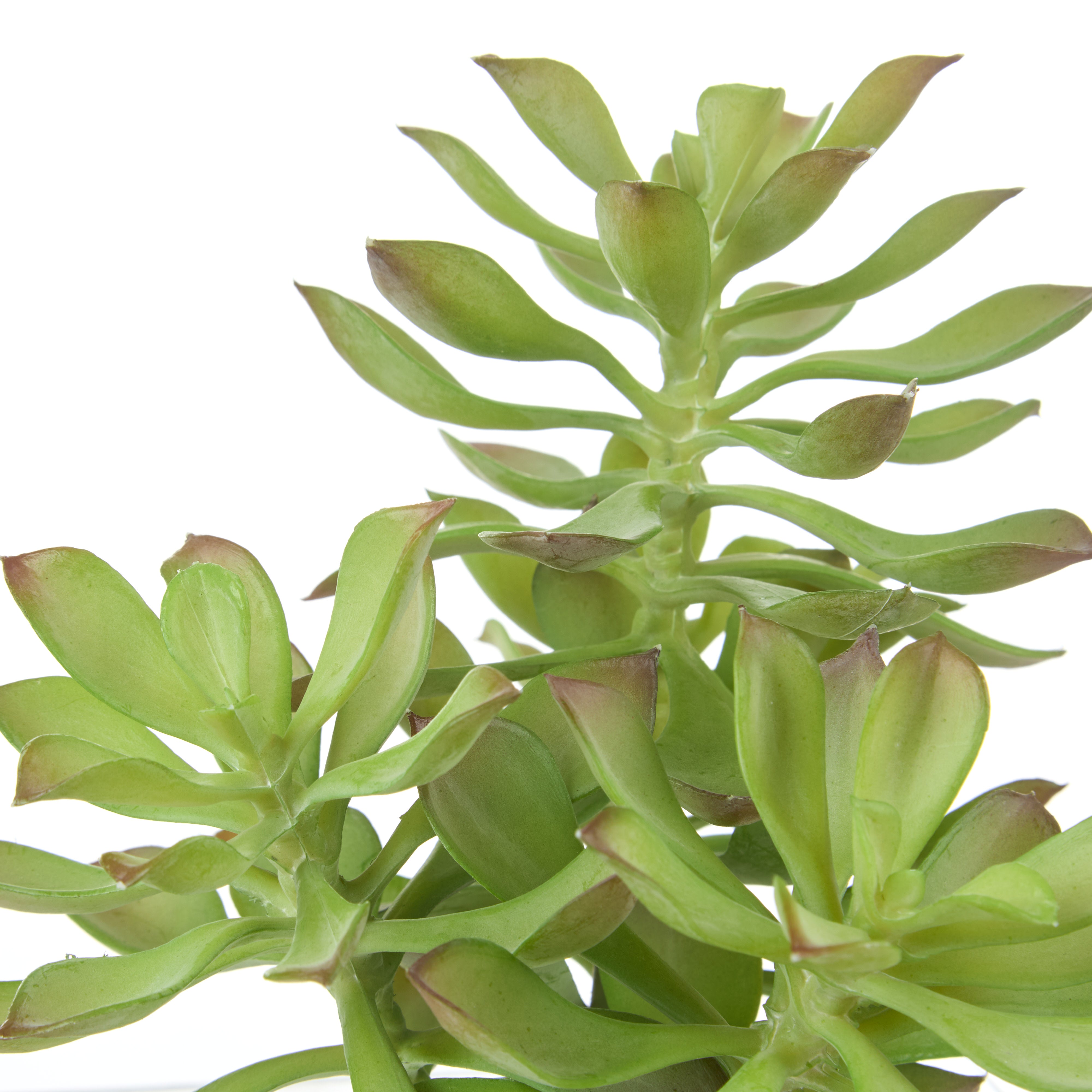 Rogue 4 Head Echeveria