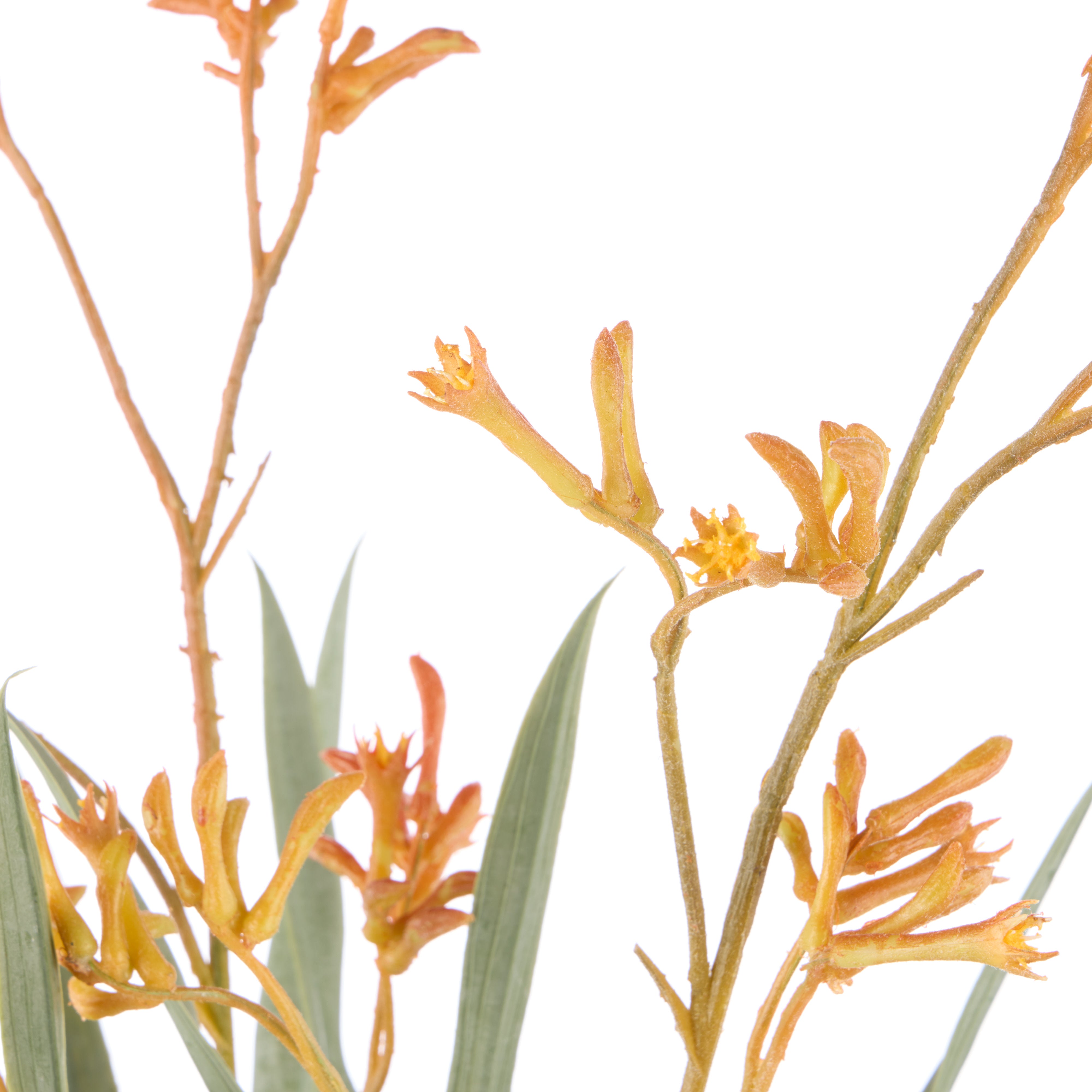 Rogue Kangaroo Paw - Maliah Pot Yellow 72cm