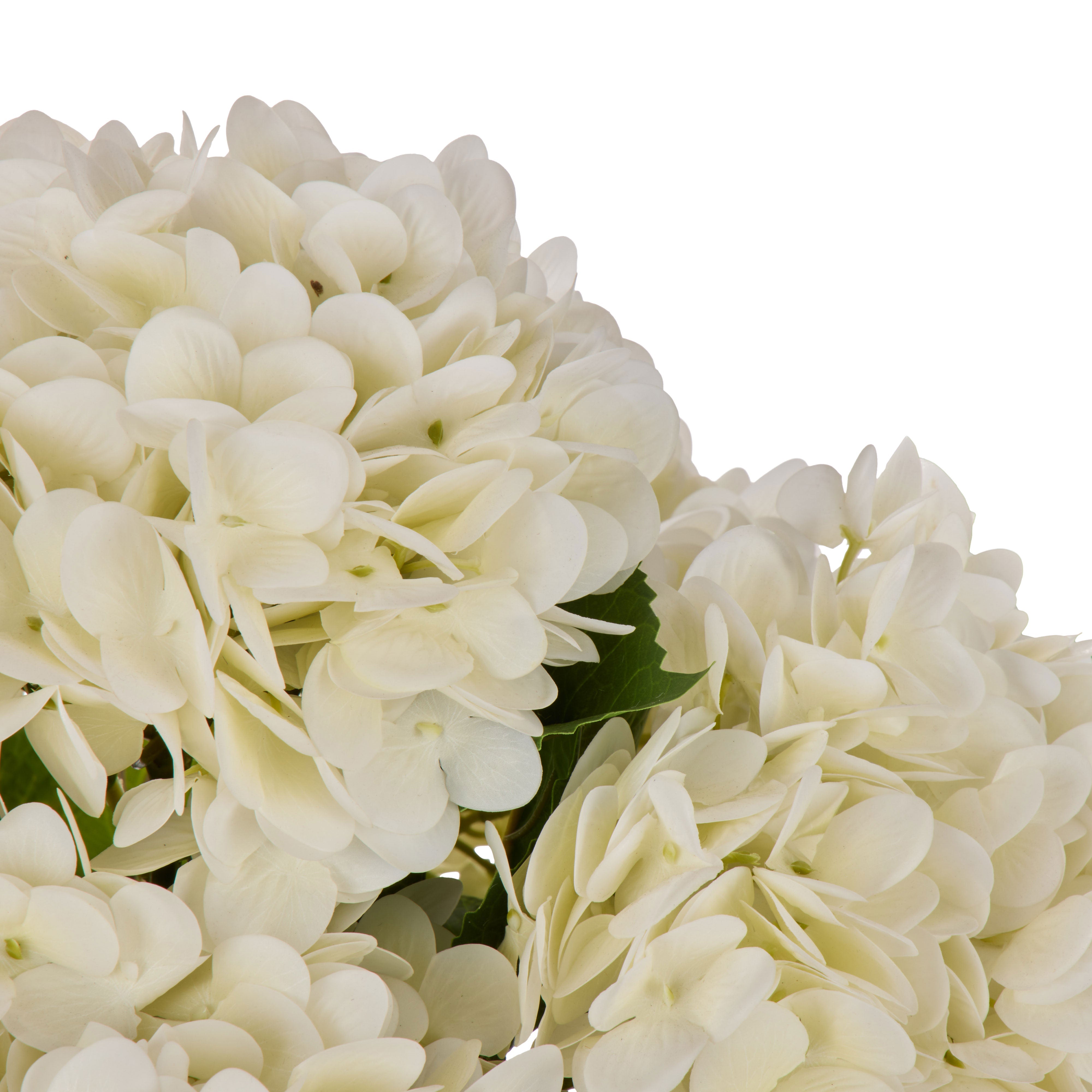 Rogue Hydrangea Twig - Elsie White