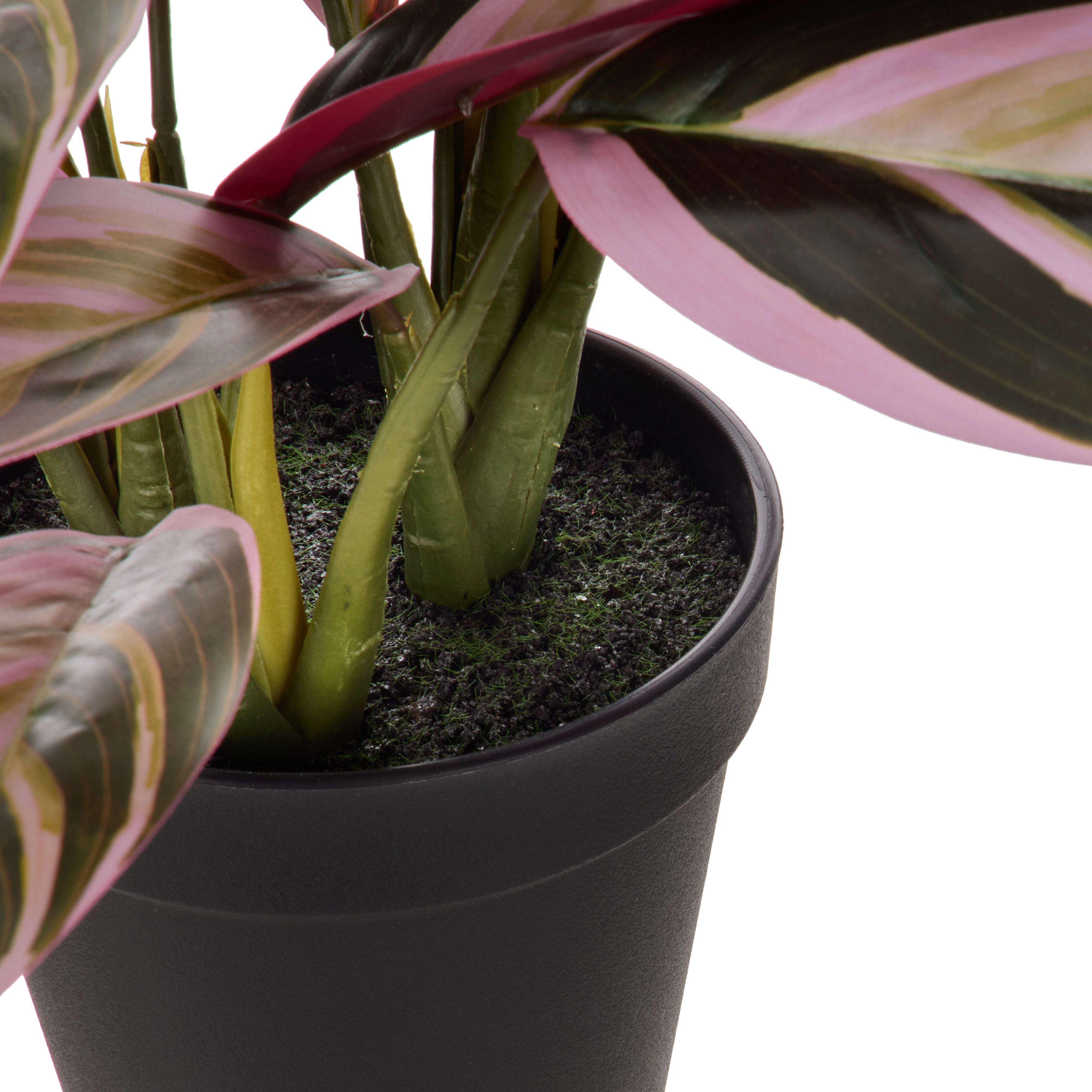 Rogue Cordyline Garden Plant