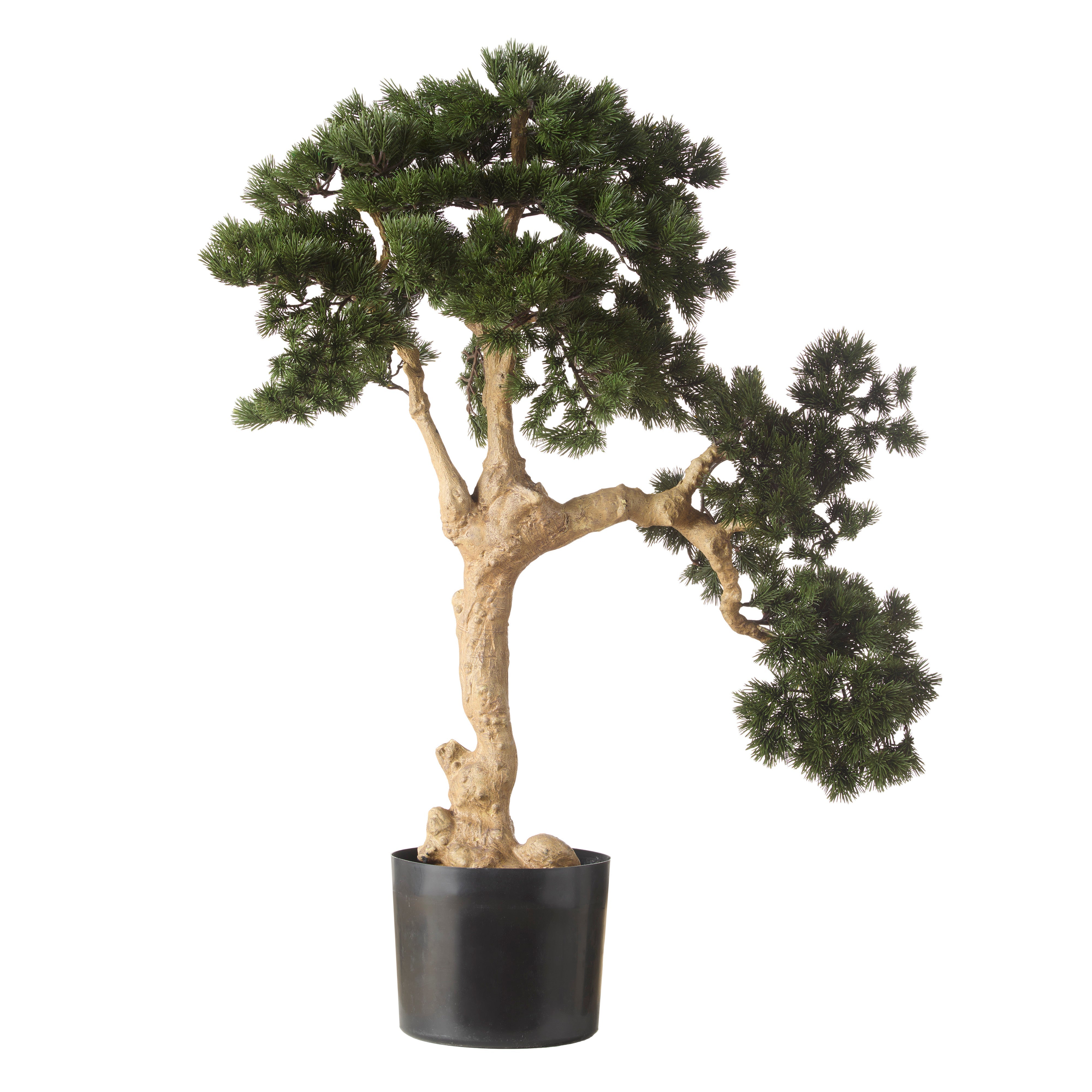 Rogue Pine Bonsai - Garden Pot 96cm