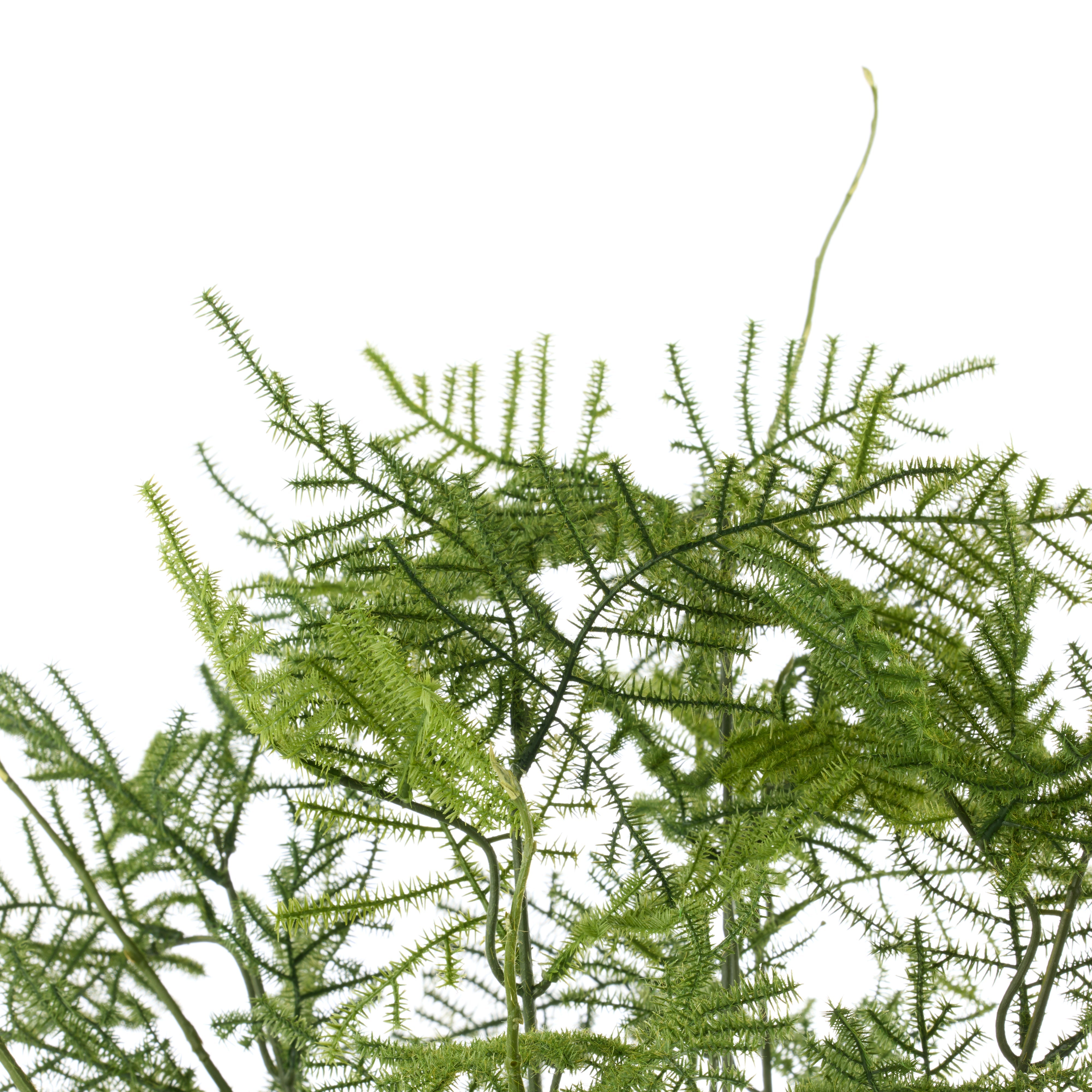 Rogue Asparagus Fern - Tub Pot